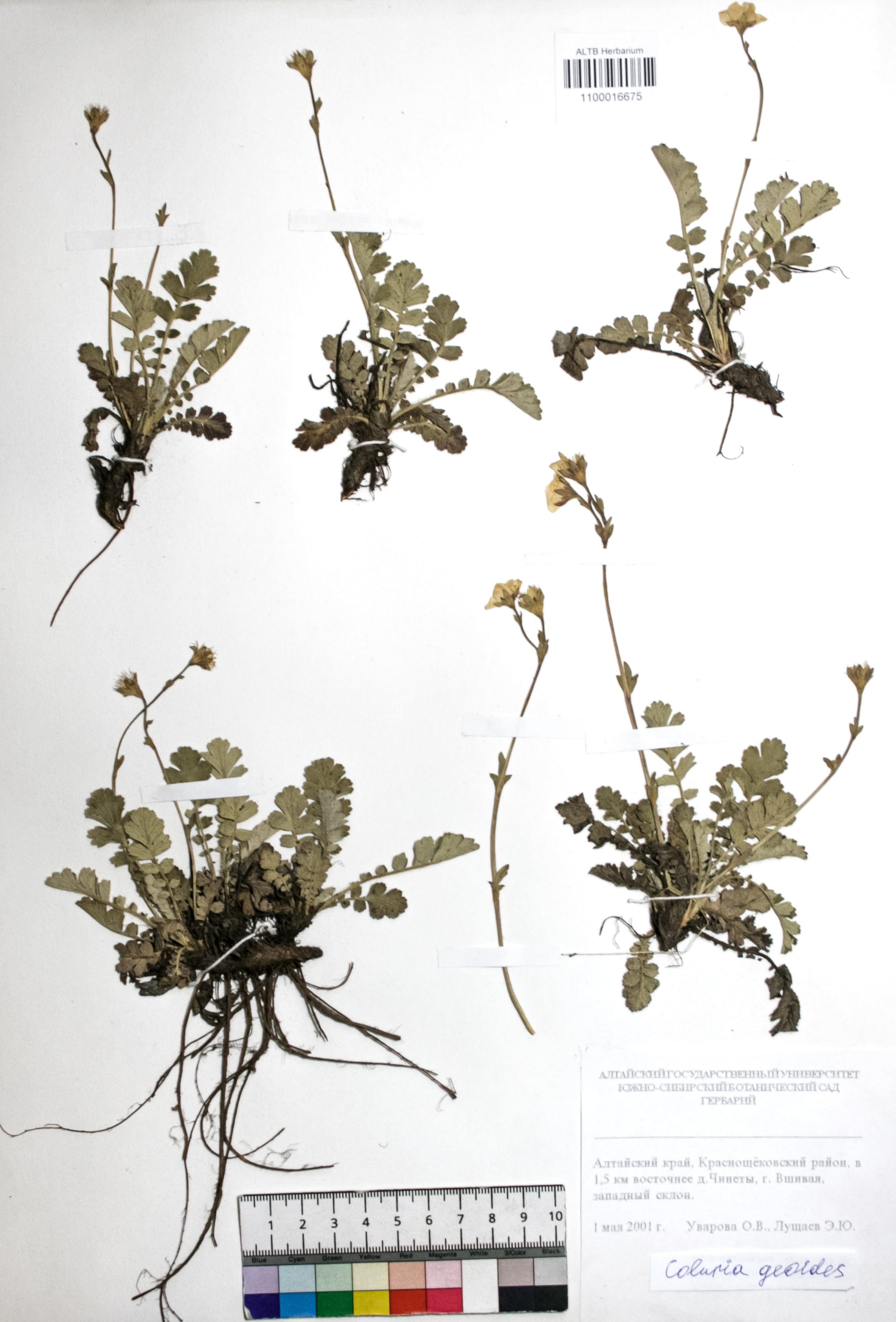 Coluria geoides (Pall.) Ledeb.