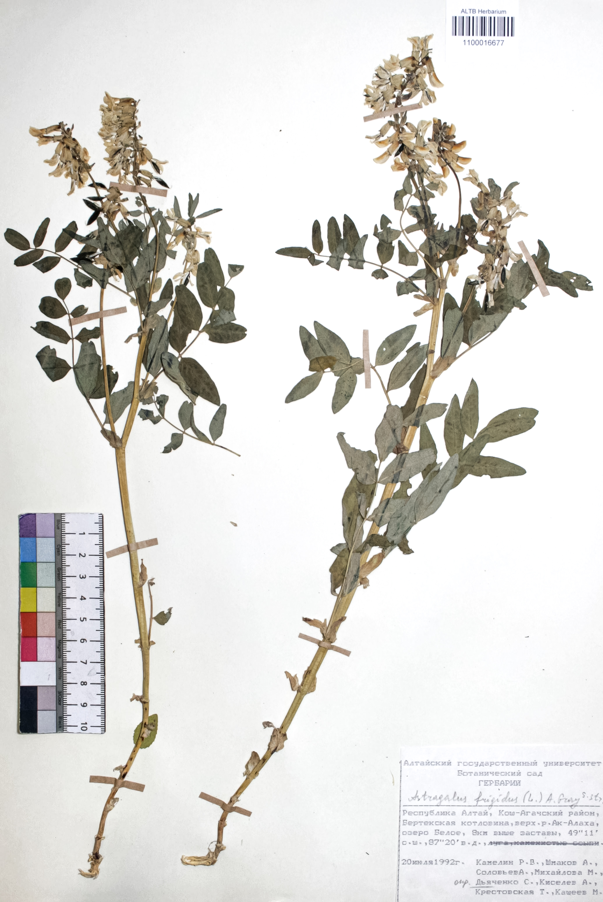 Astragalus frigidus (L.) A. Gray