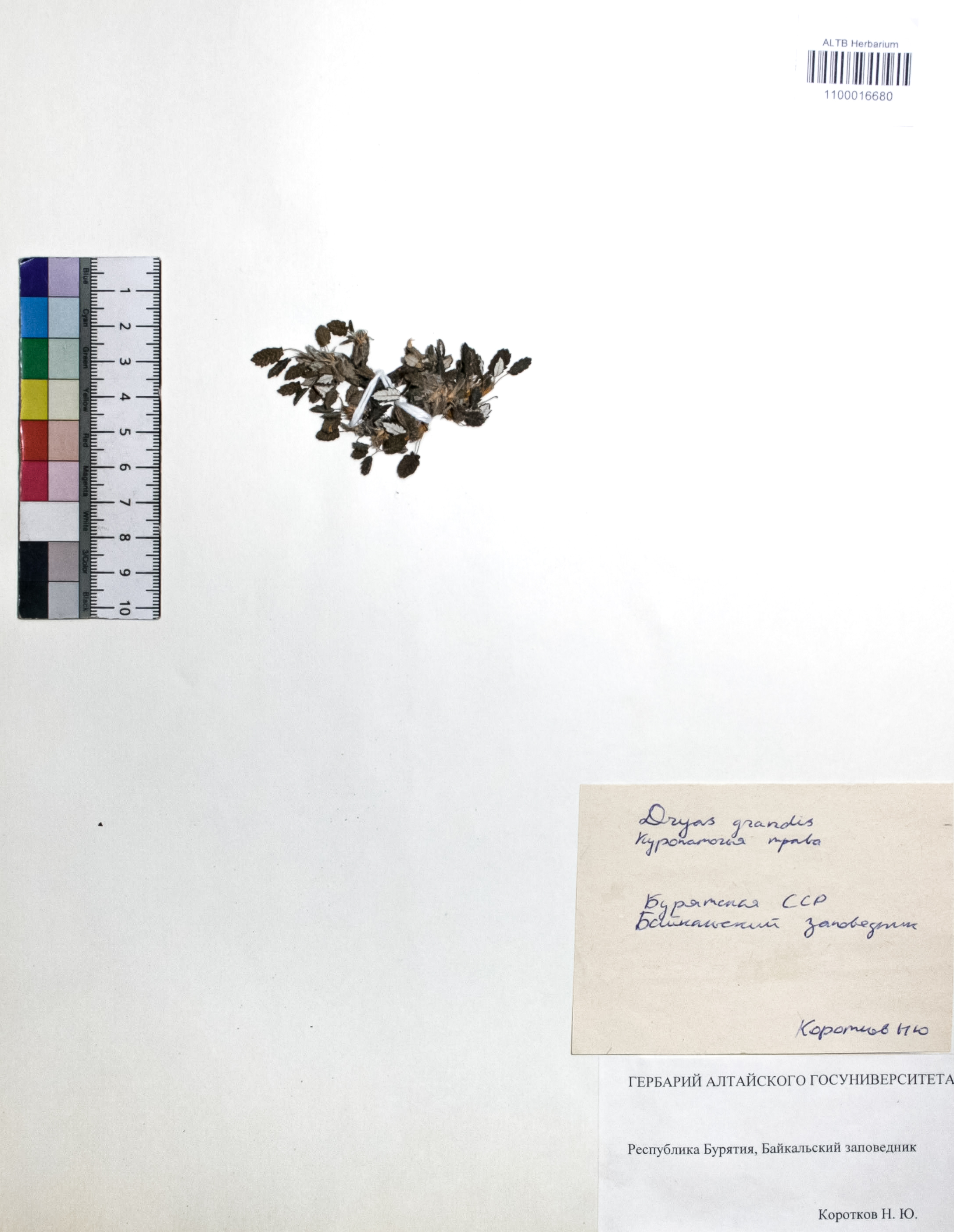 Dryas grandis Juz.