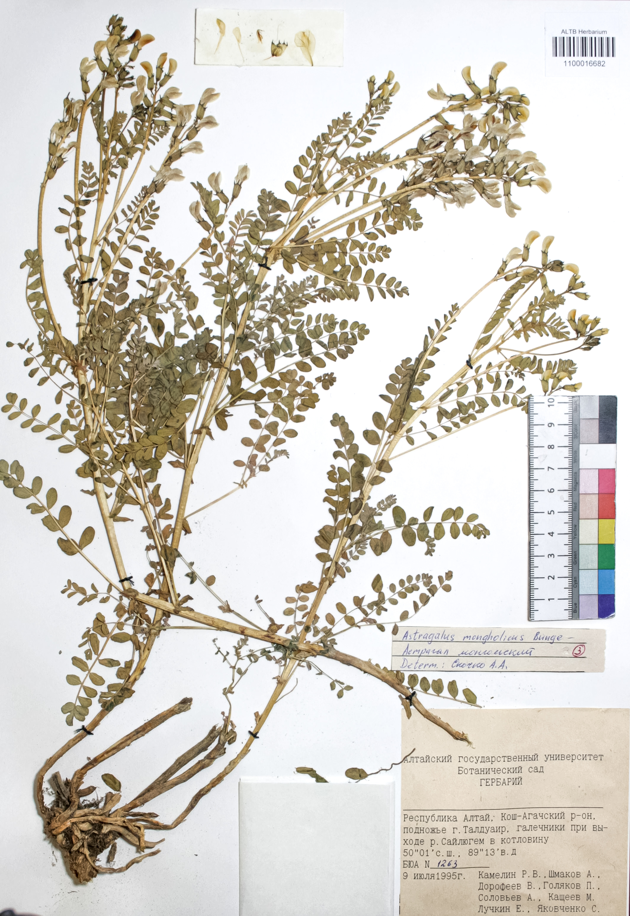 Astragalus mongolicus Bunge