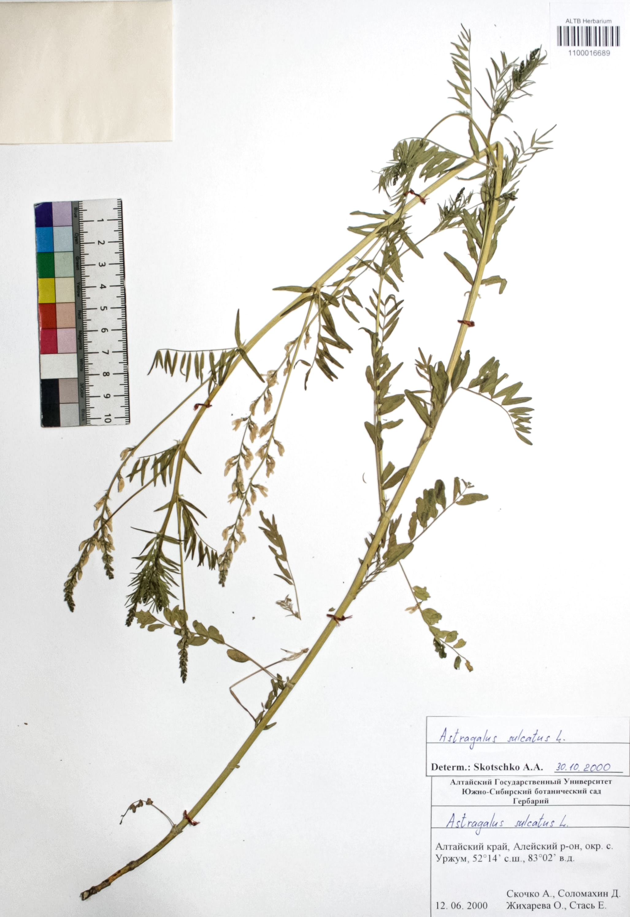 Astragalus sulcatus L.