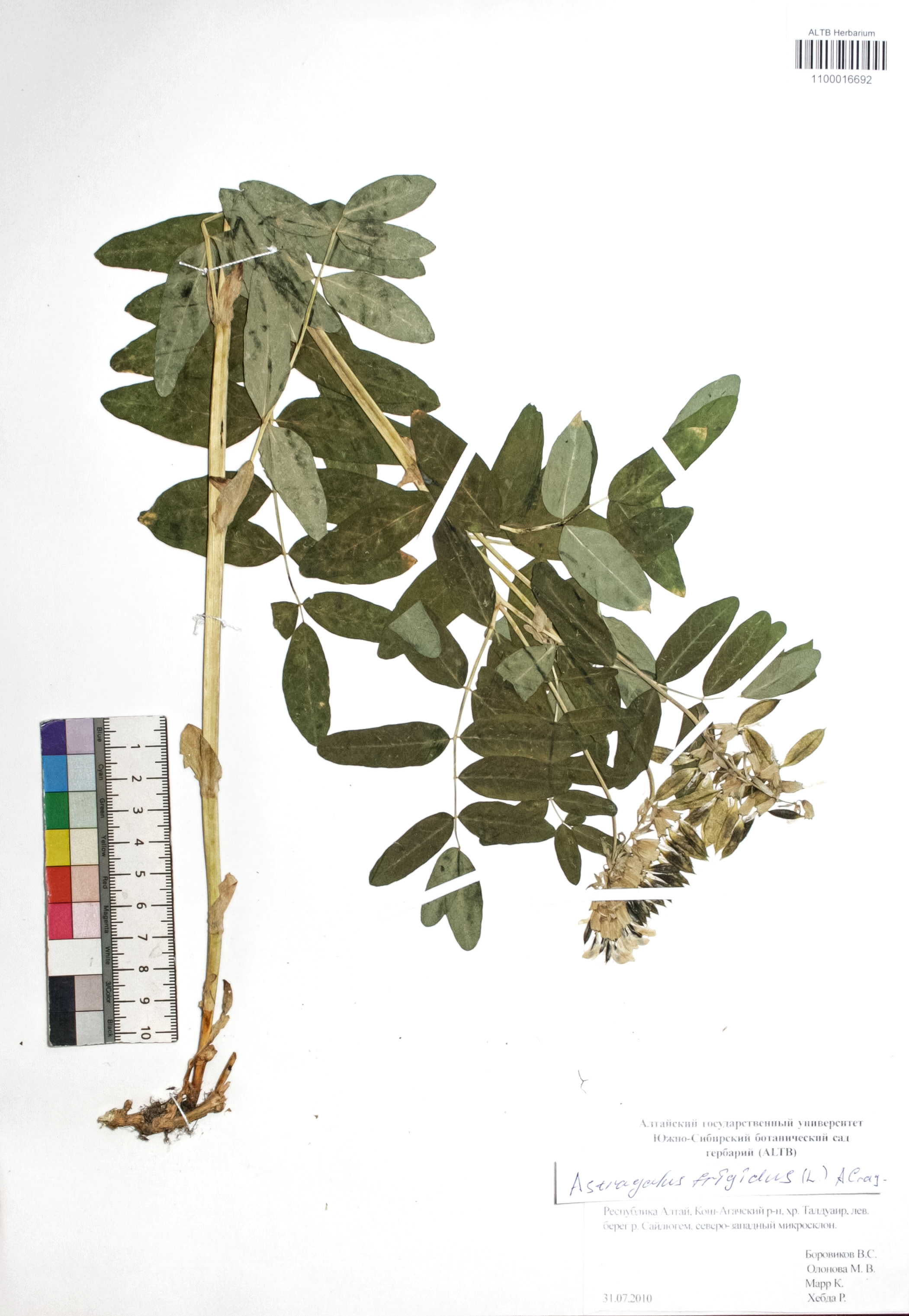 Astragalus frigidus (L.) A. Gray