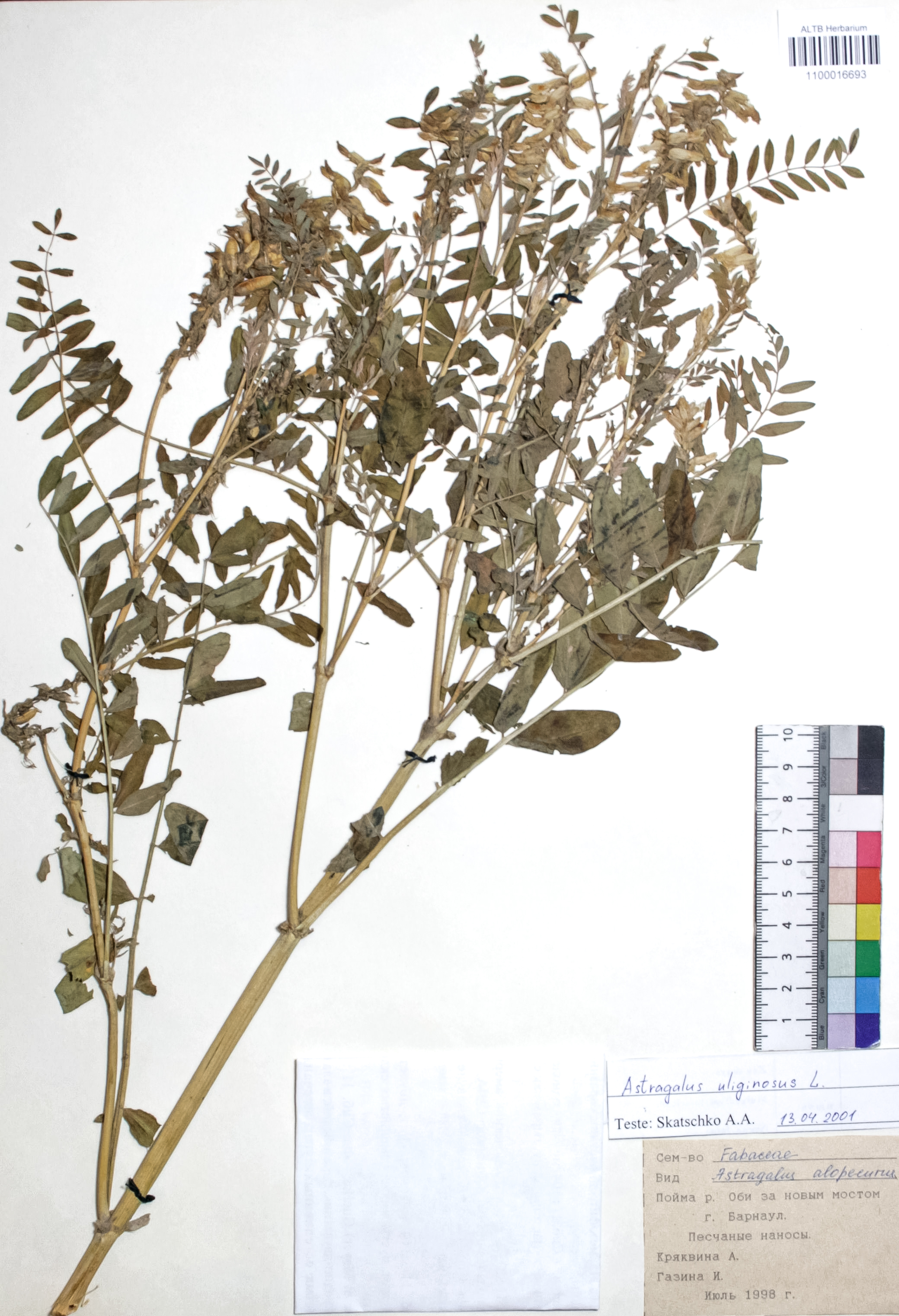 Astragalus uliginosus L