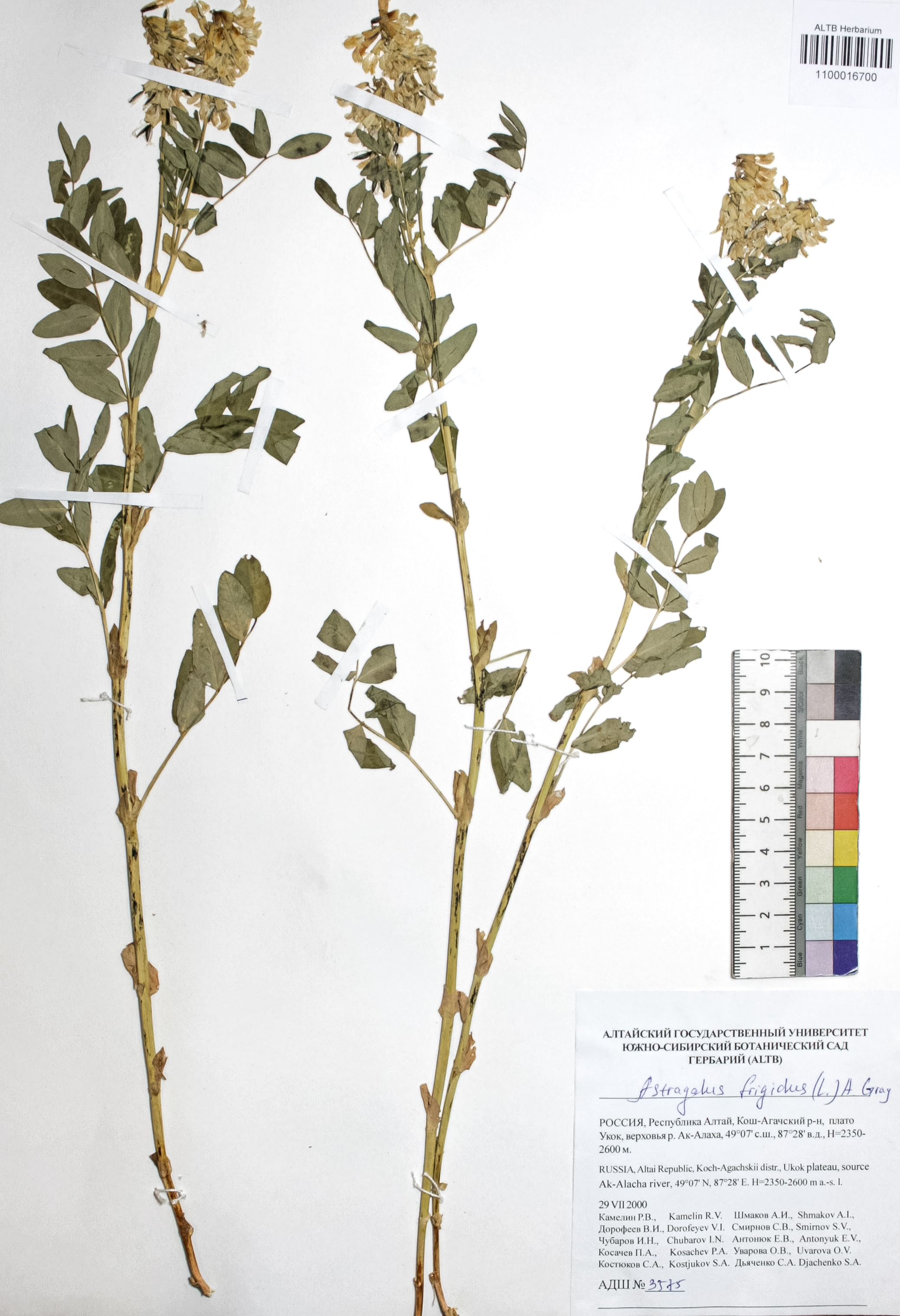 Astragalus frigidus (L.) A. Gray