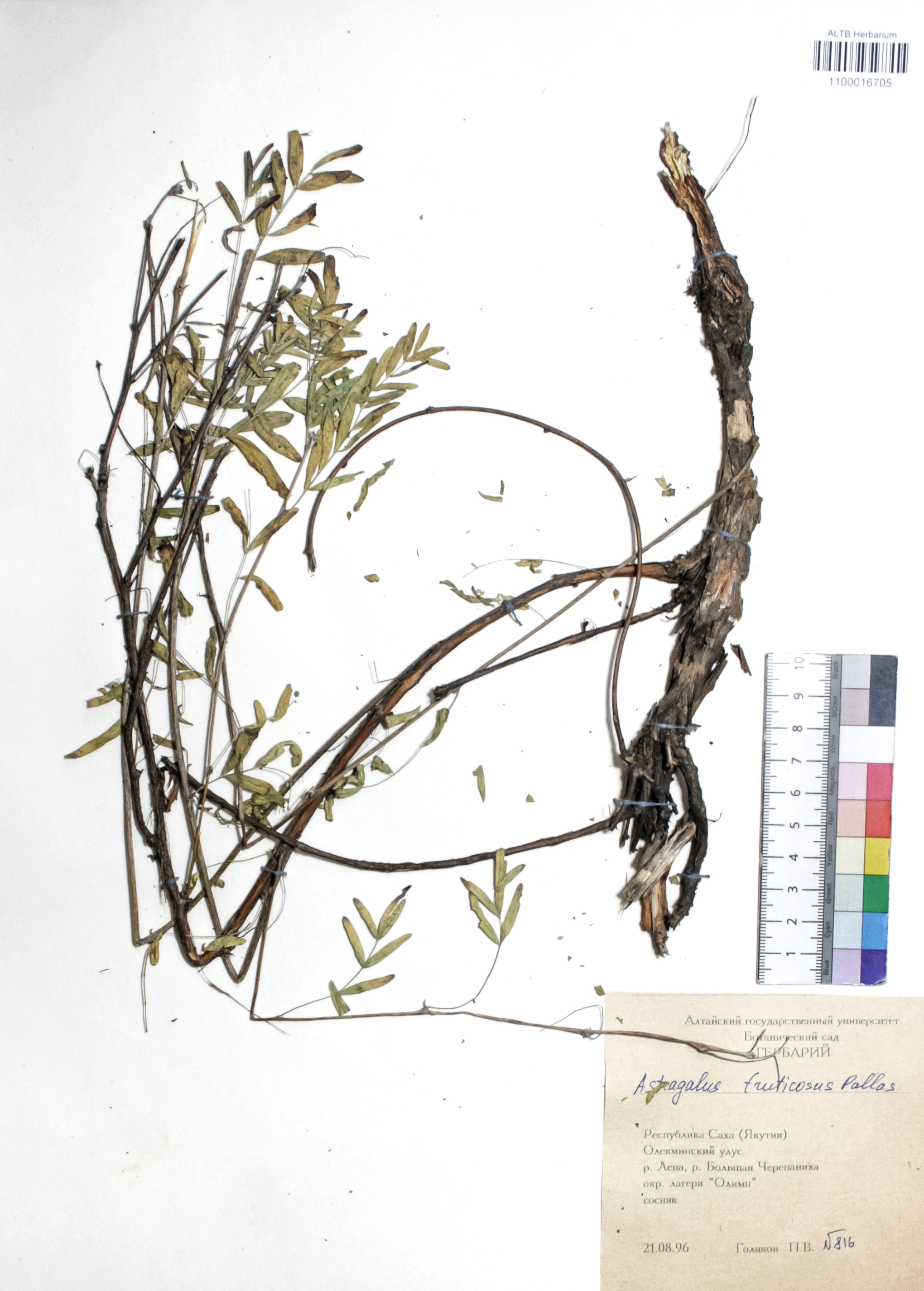 Astragalus fruticosus Pall.