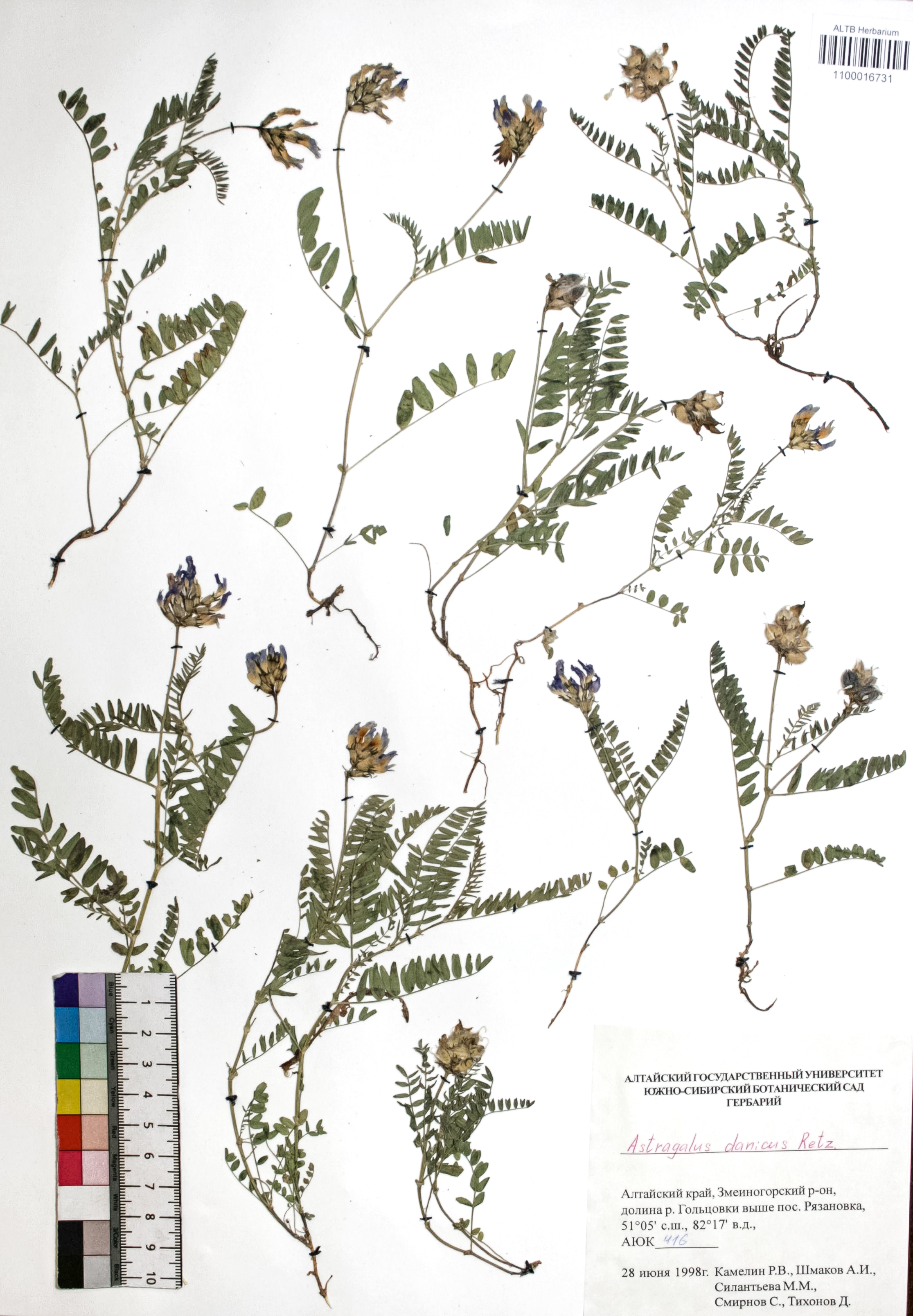 Astragalus danicus Retz.