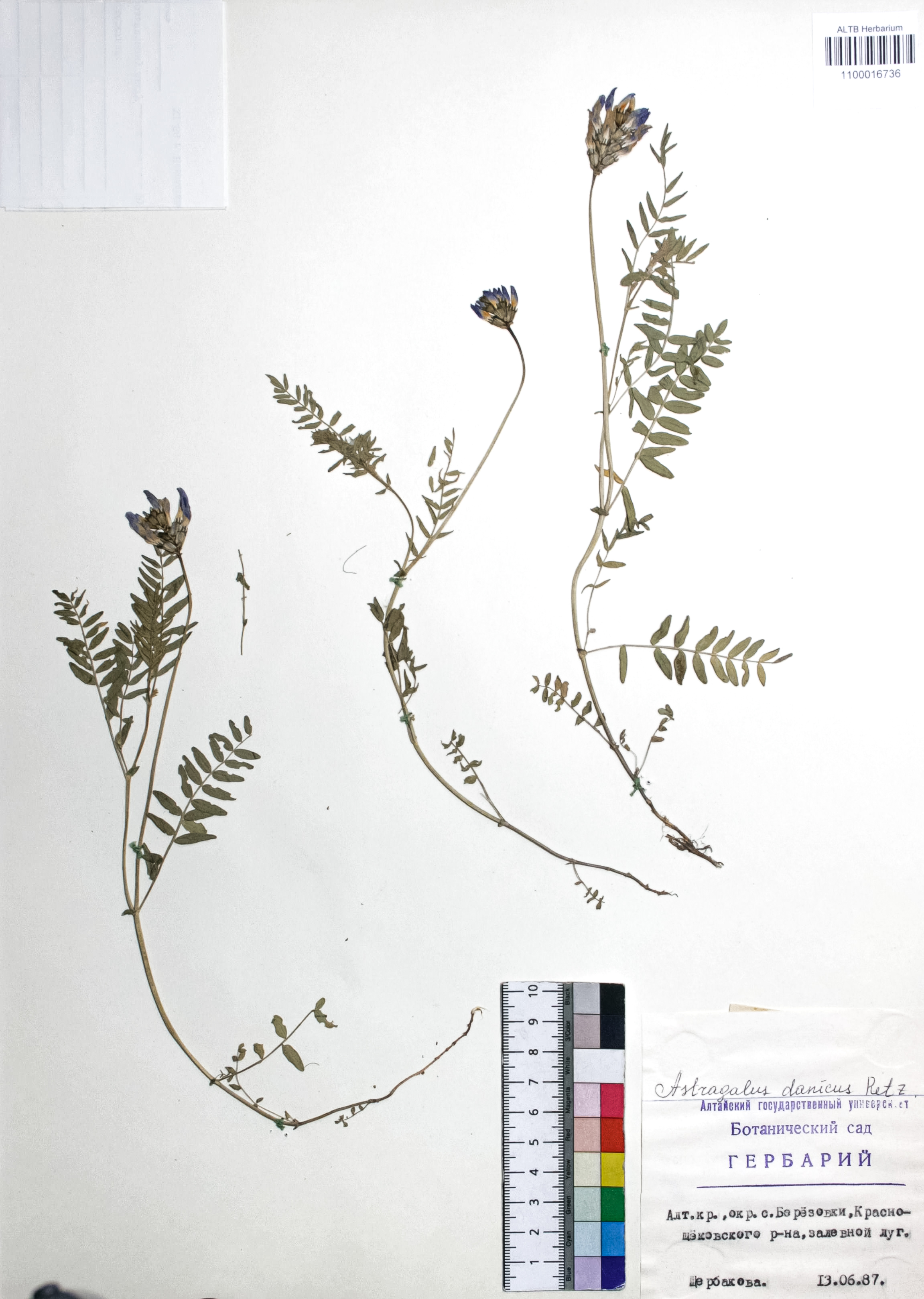 Astragalus danicus Retz.