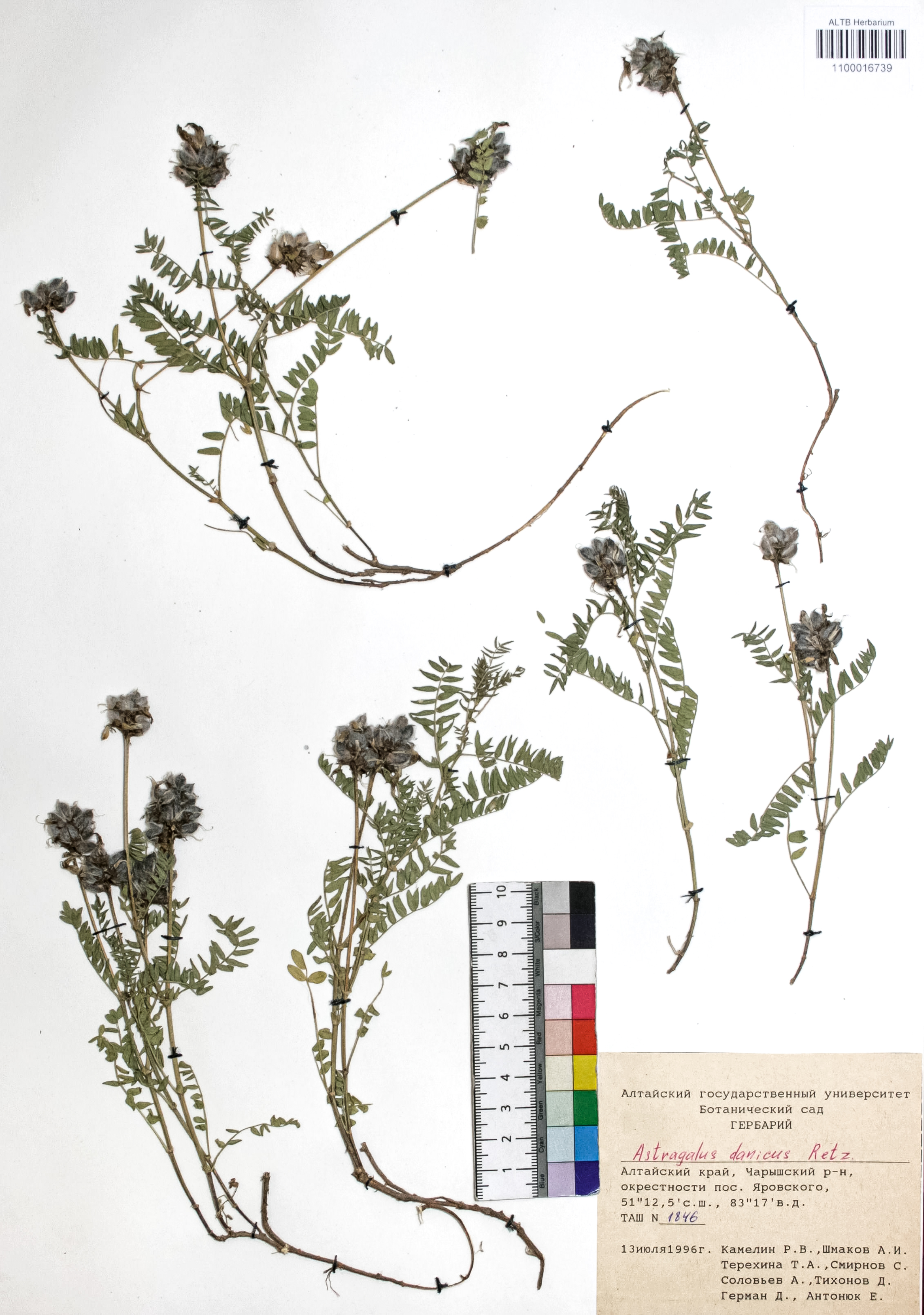 Astragalus danicus Retz.