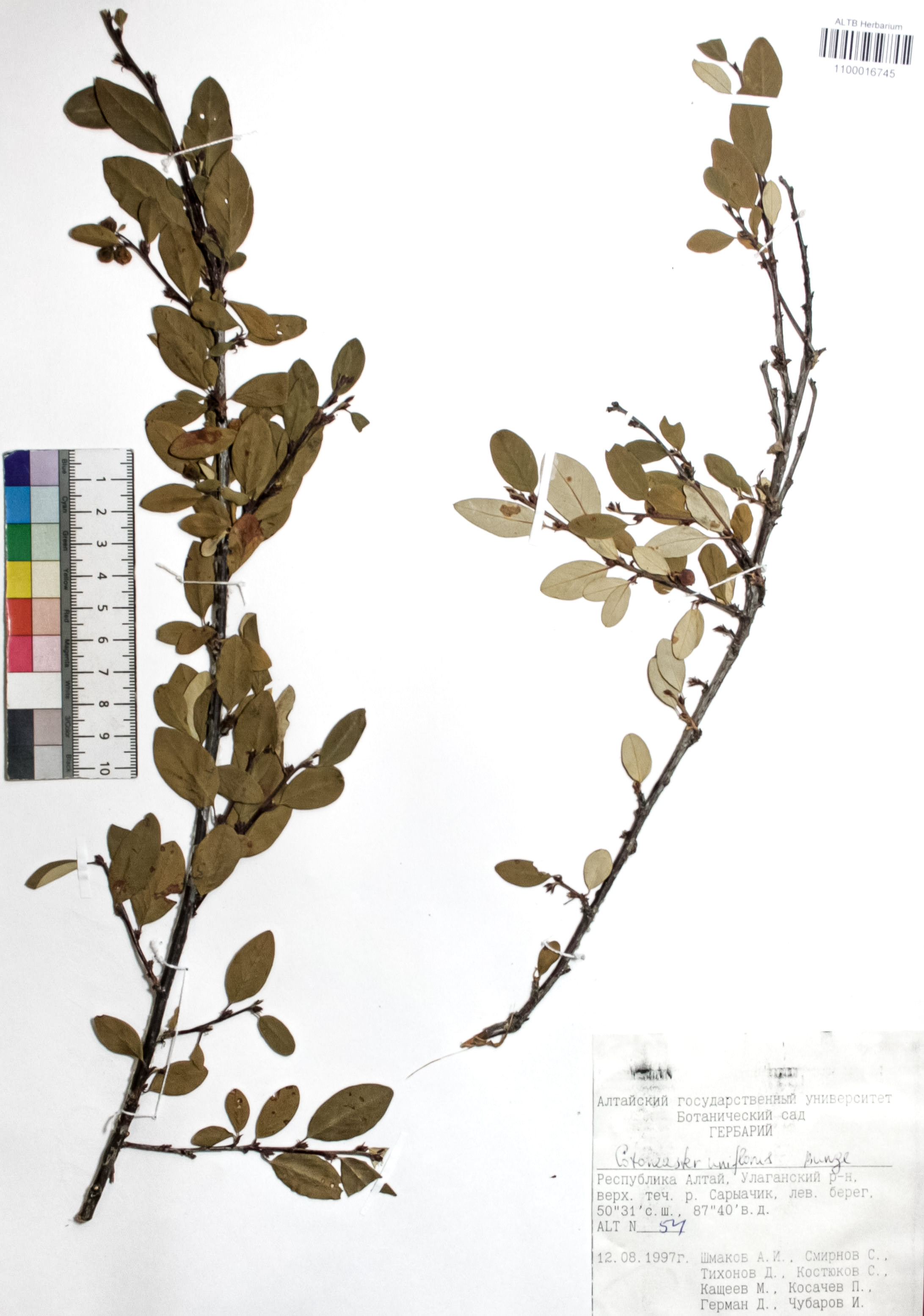 Cotoneaster uniflorus Bunge