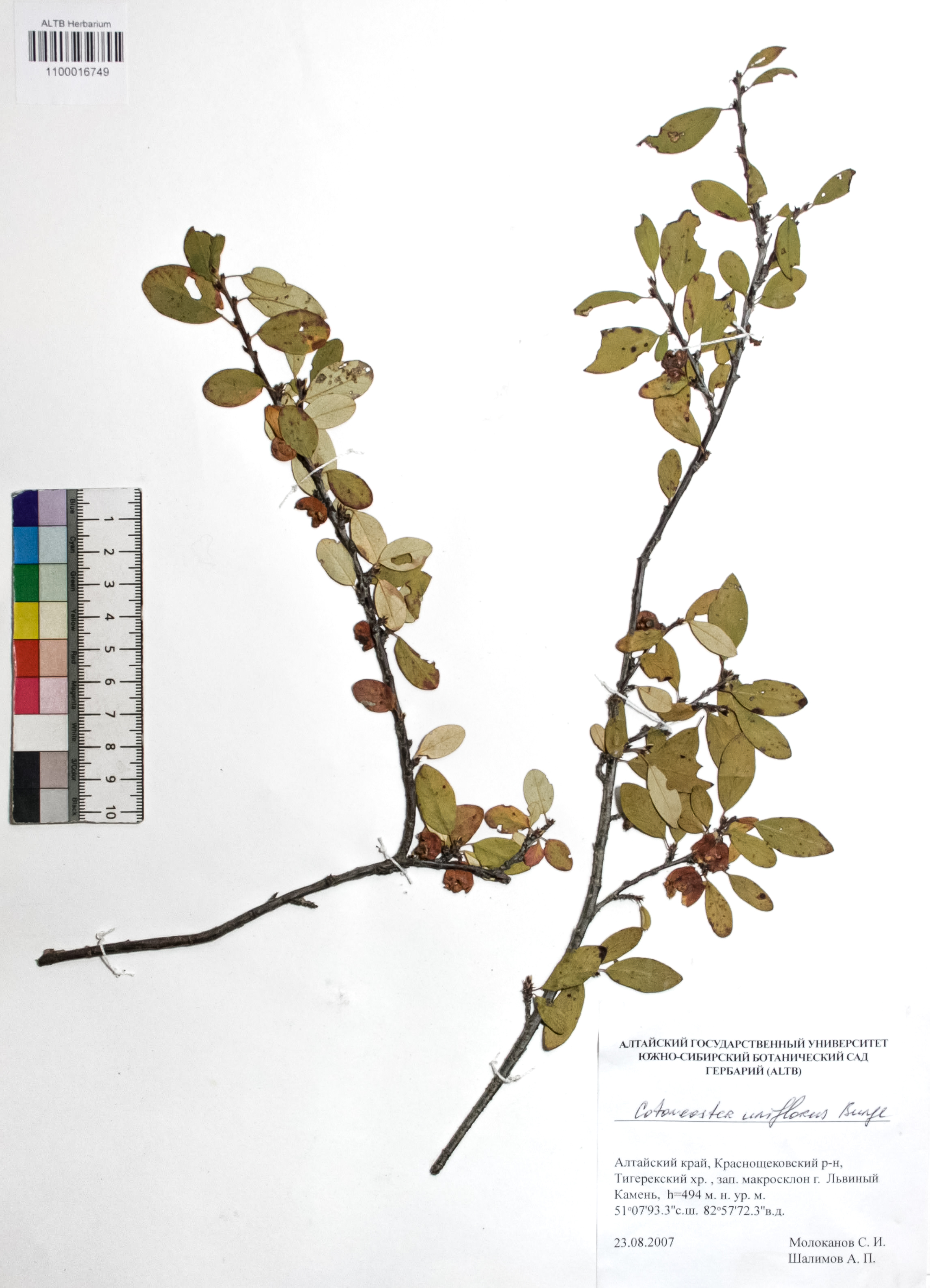 Cotoneaster uniflorus Bunge