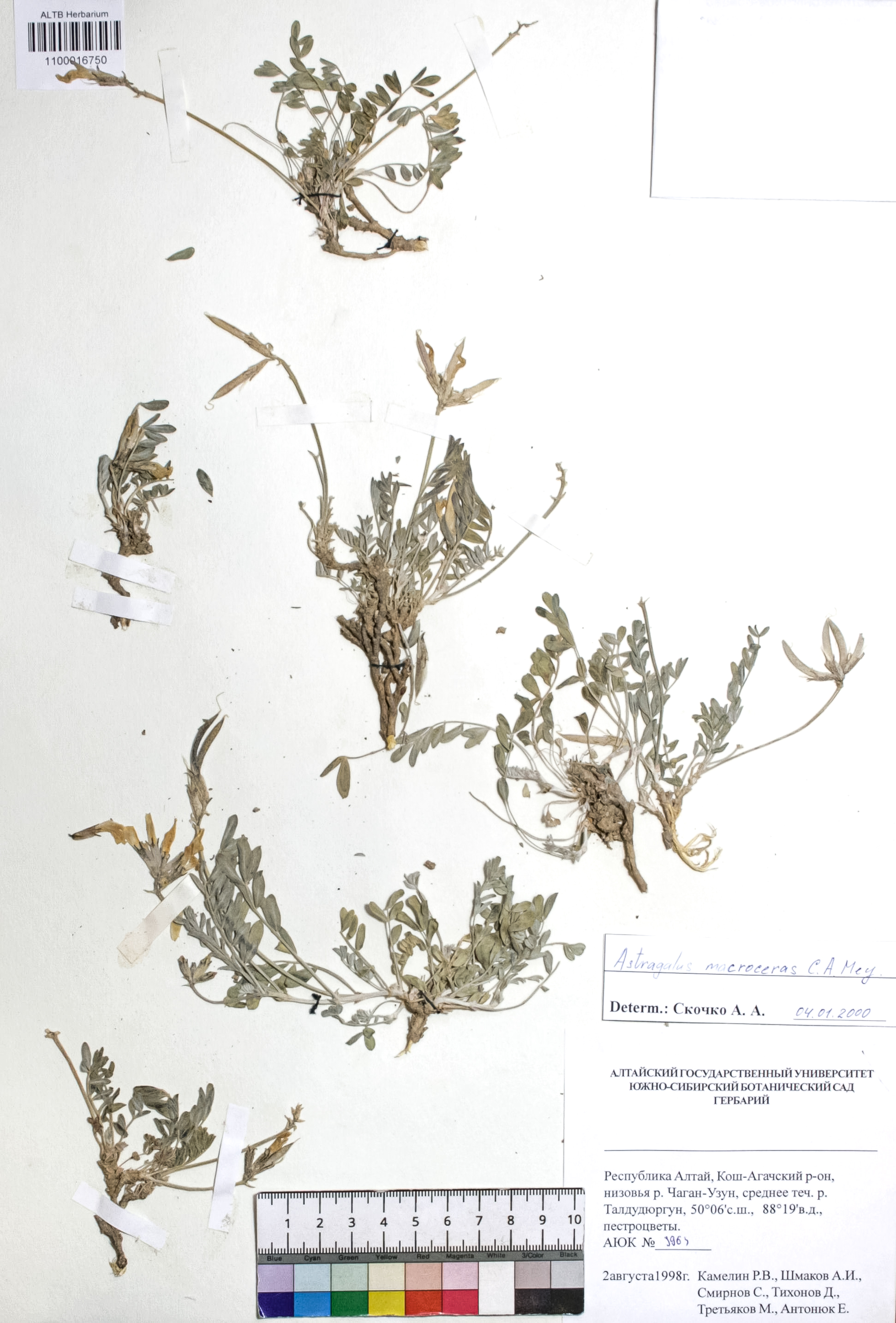 Astragalus macroceras C.A. Mey. ex Bong.