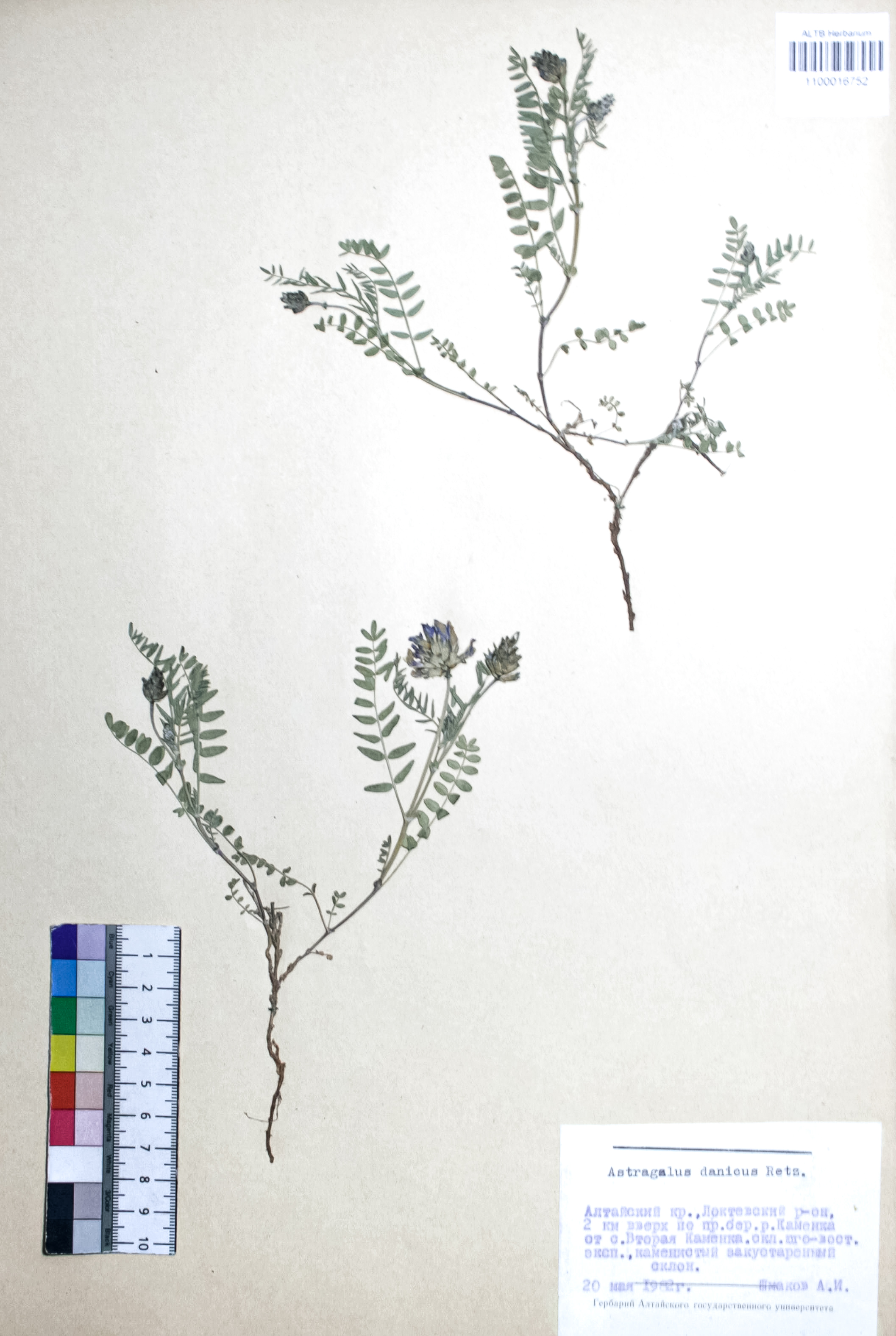 Astragalus danicus Retz.