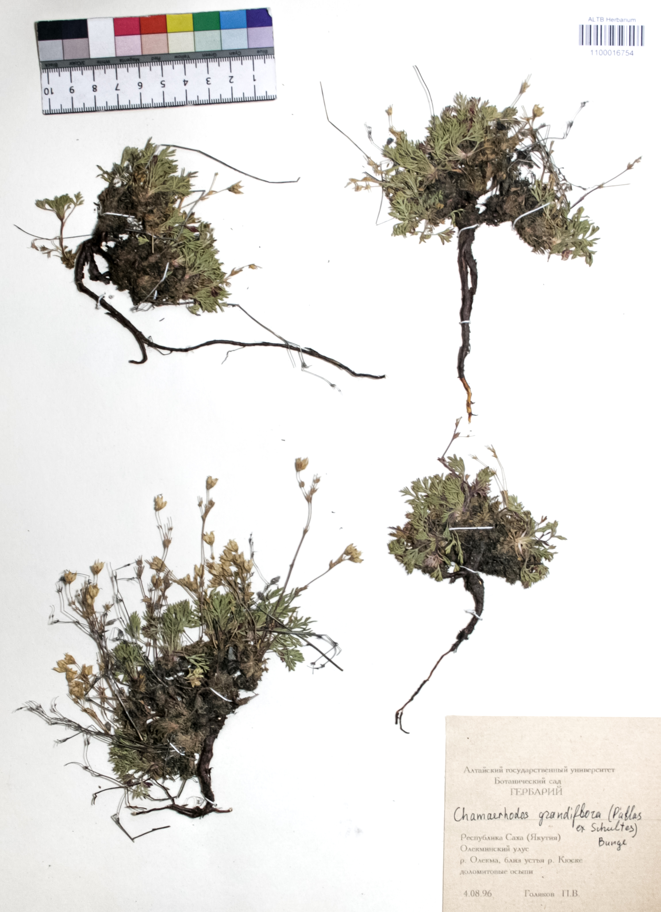 Chamaerhodos grandiflora (Pallas ex Schultes) Bunge