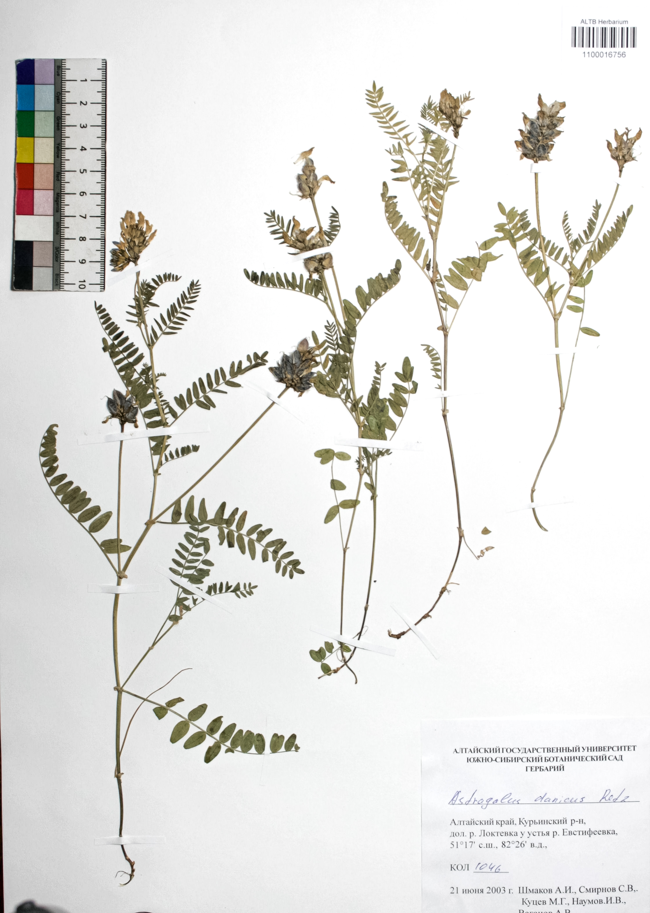 Astragalus danicus Retz.