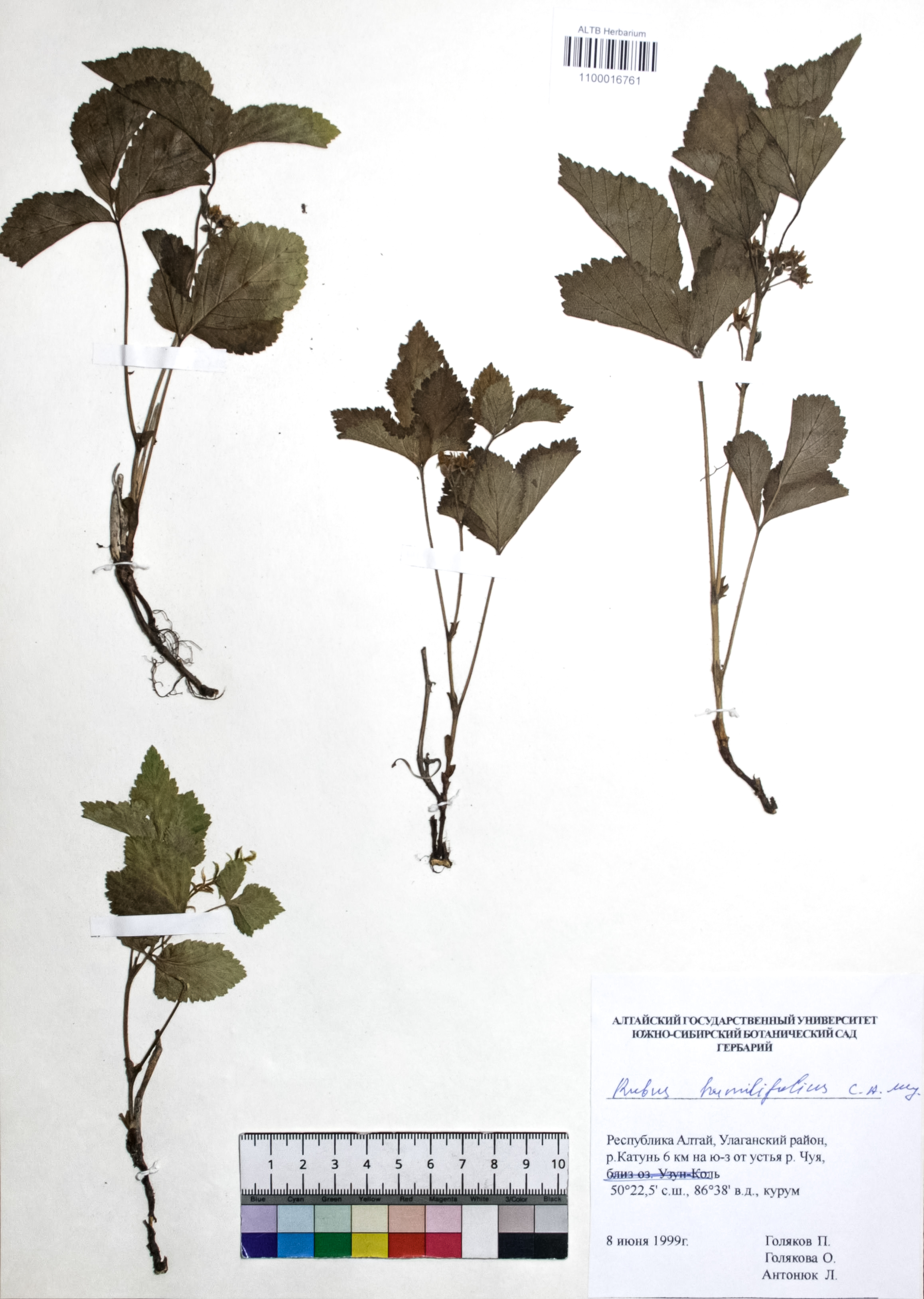 Rubus humulifolius C.A. Mey.