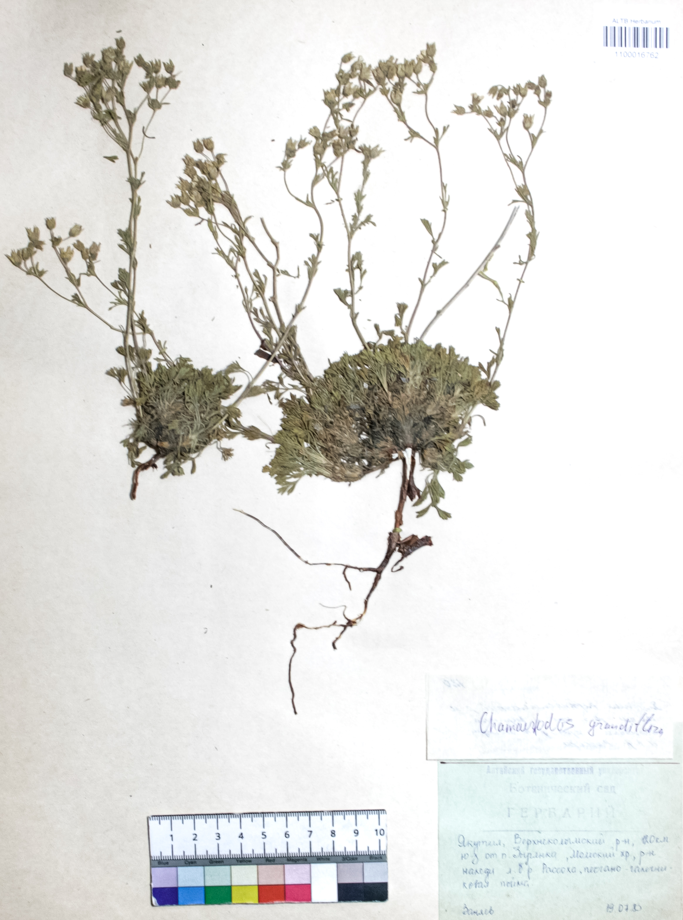 Chamaerhodos grandiflora (Pallas ex Schultes) Bunge