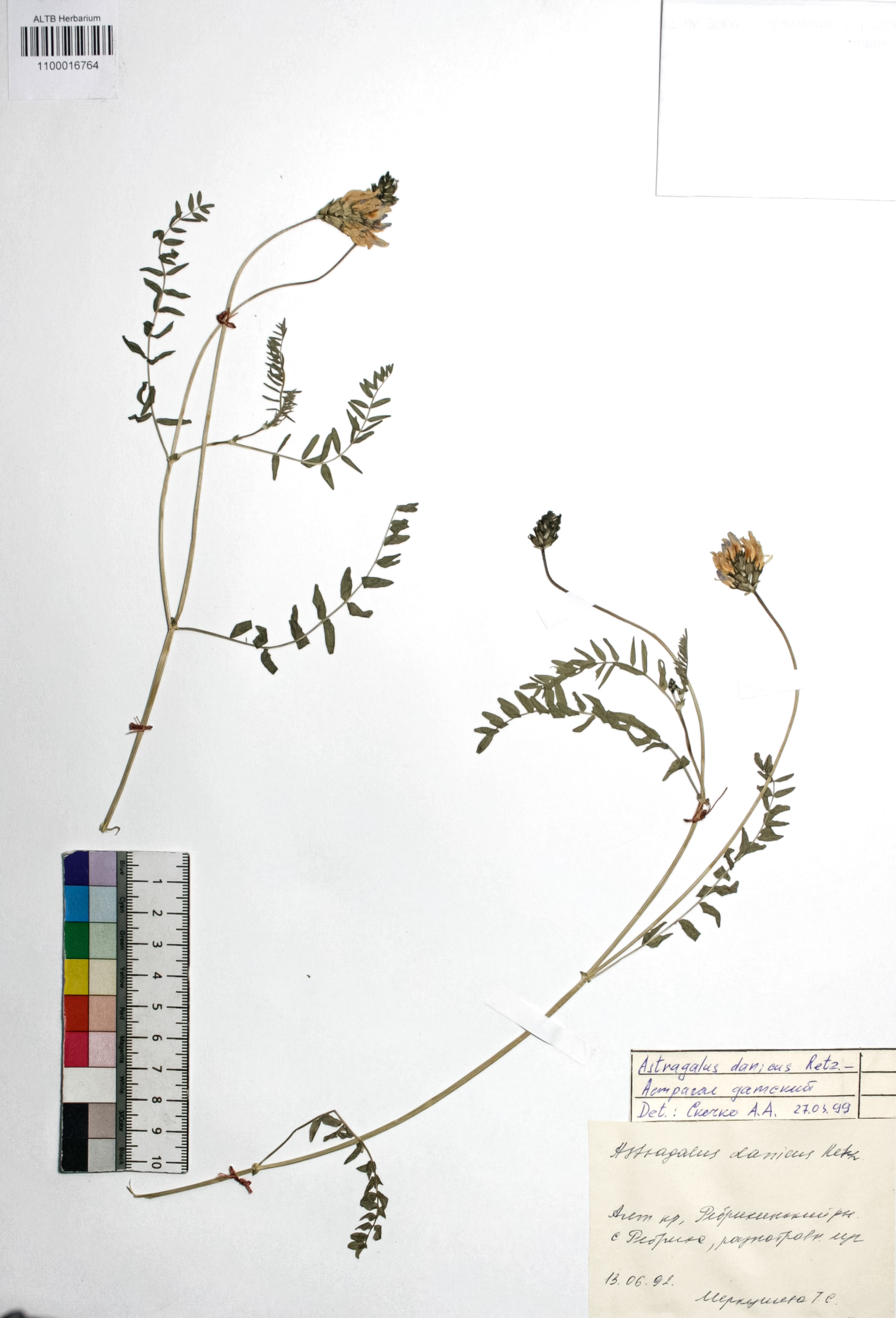Astragalus danicus Retz.