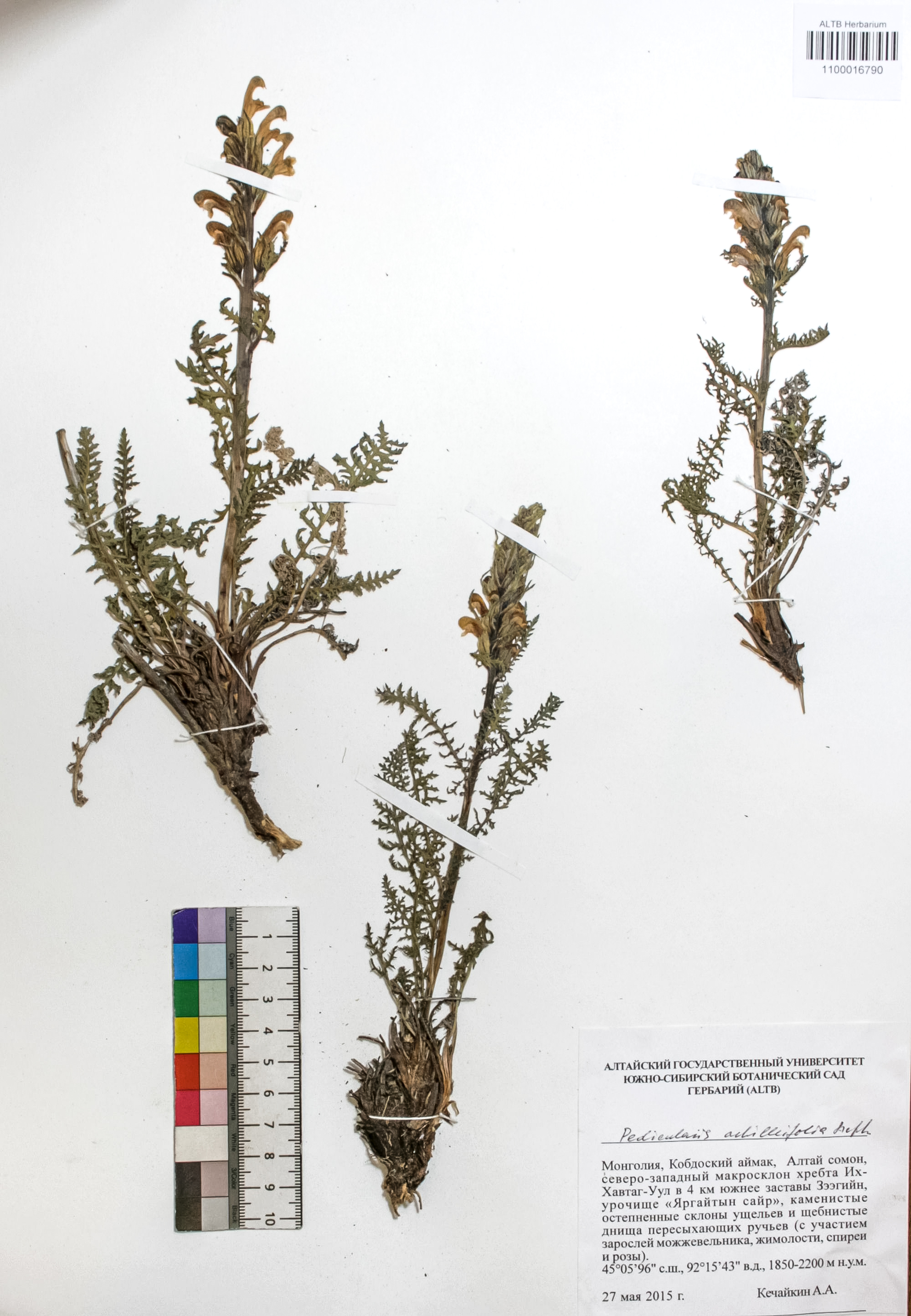 Pedicularis achilleifolia Steph ex. Willd