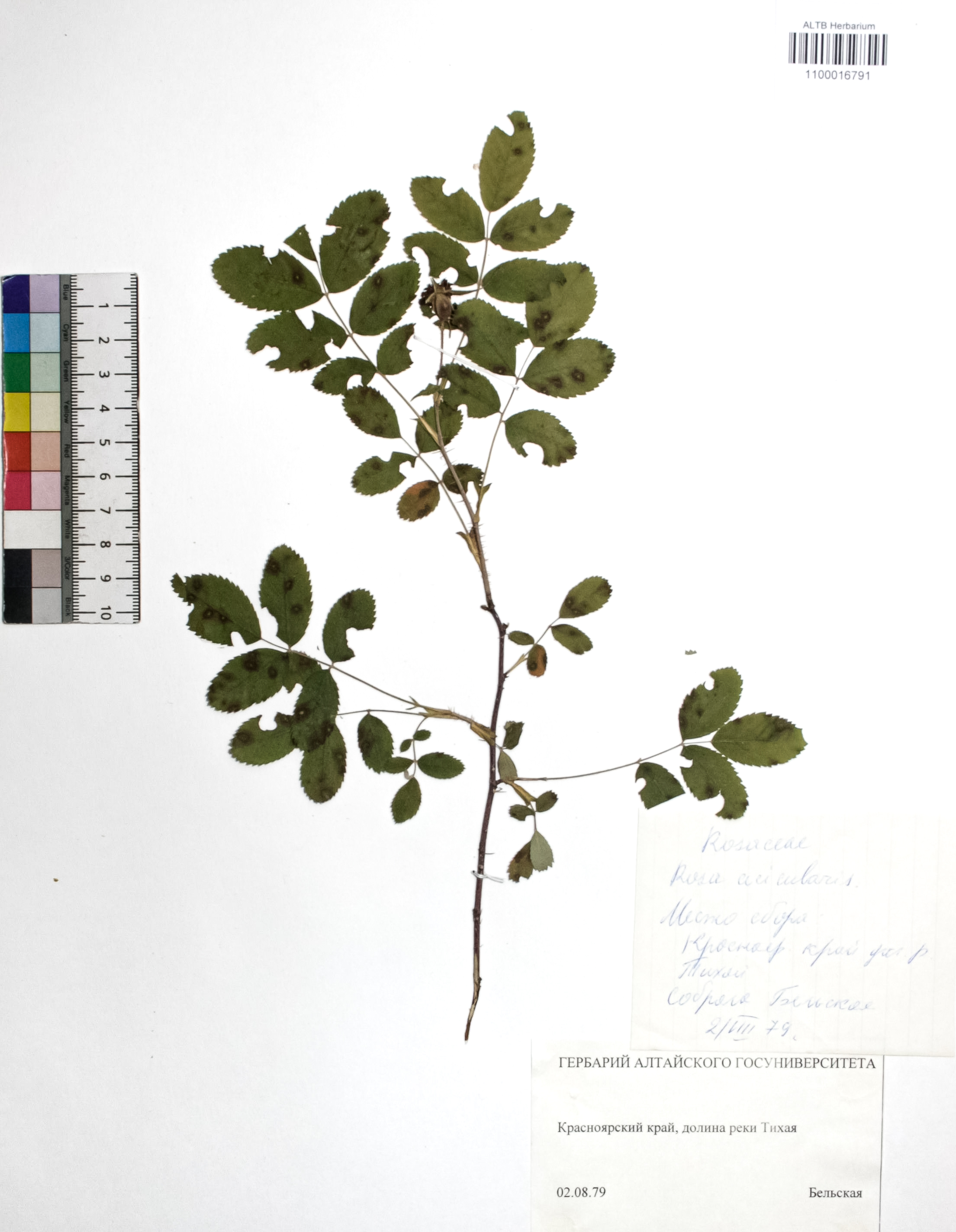 Rosa acicularis Lindl.