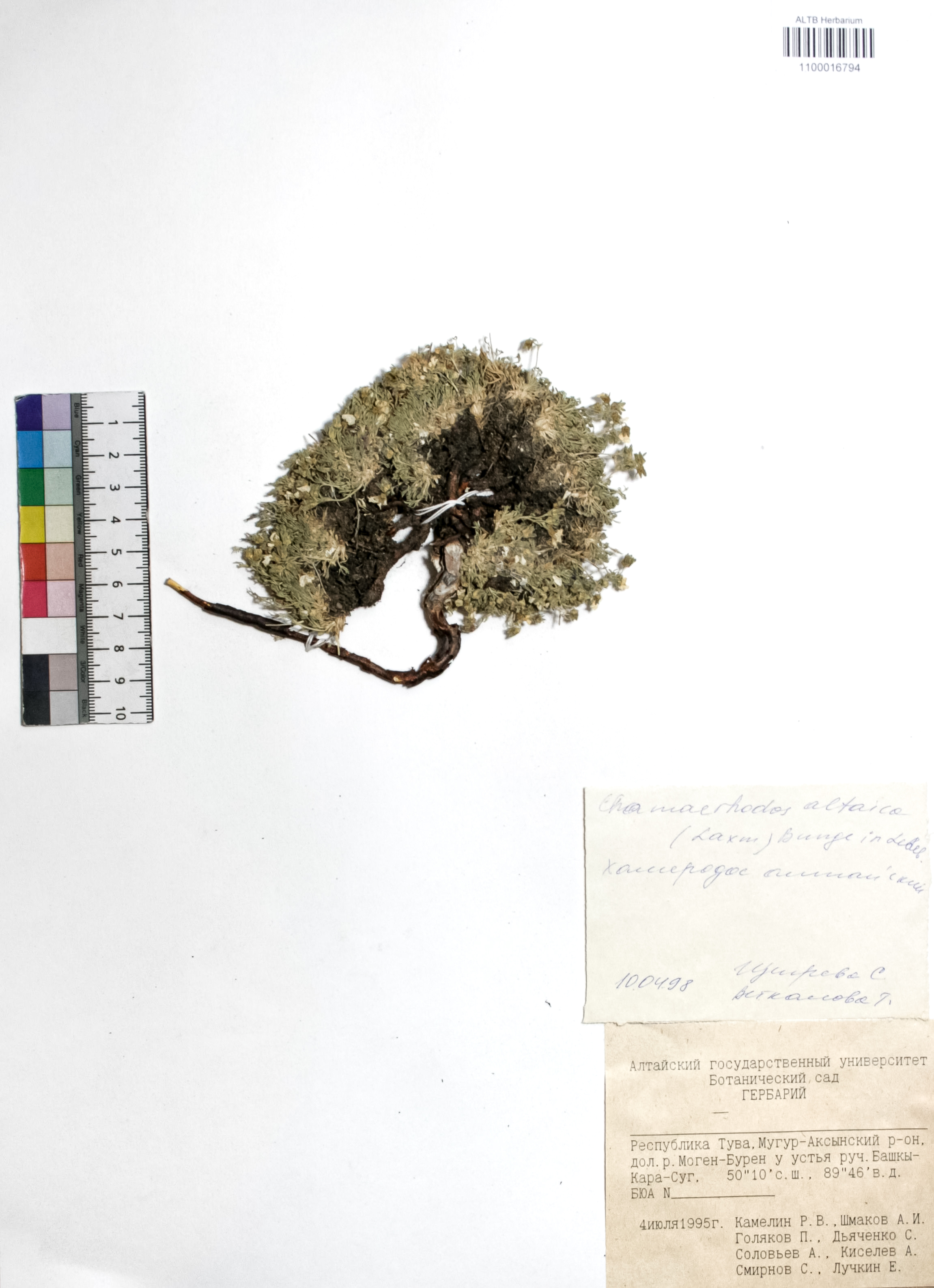 Chamaerhodos altaica (Laxm.) Bunge 