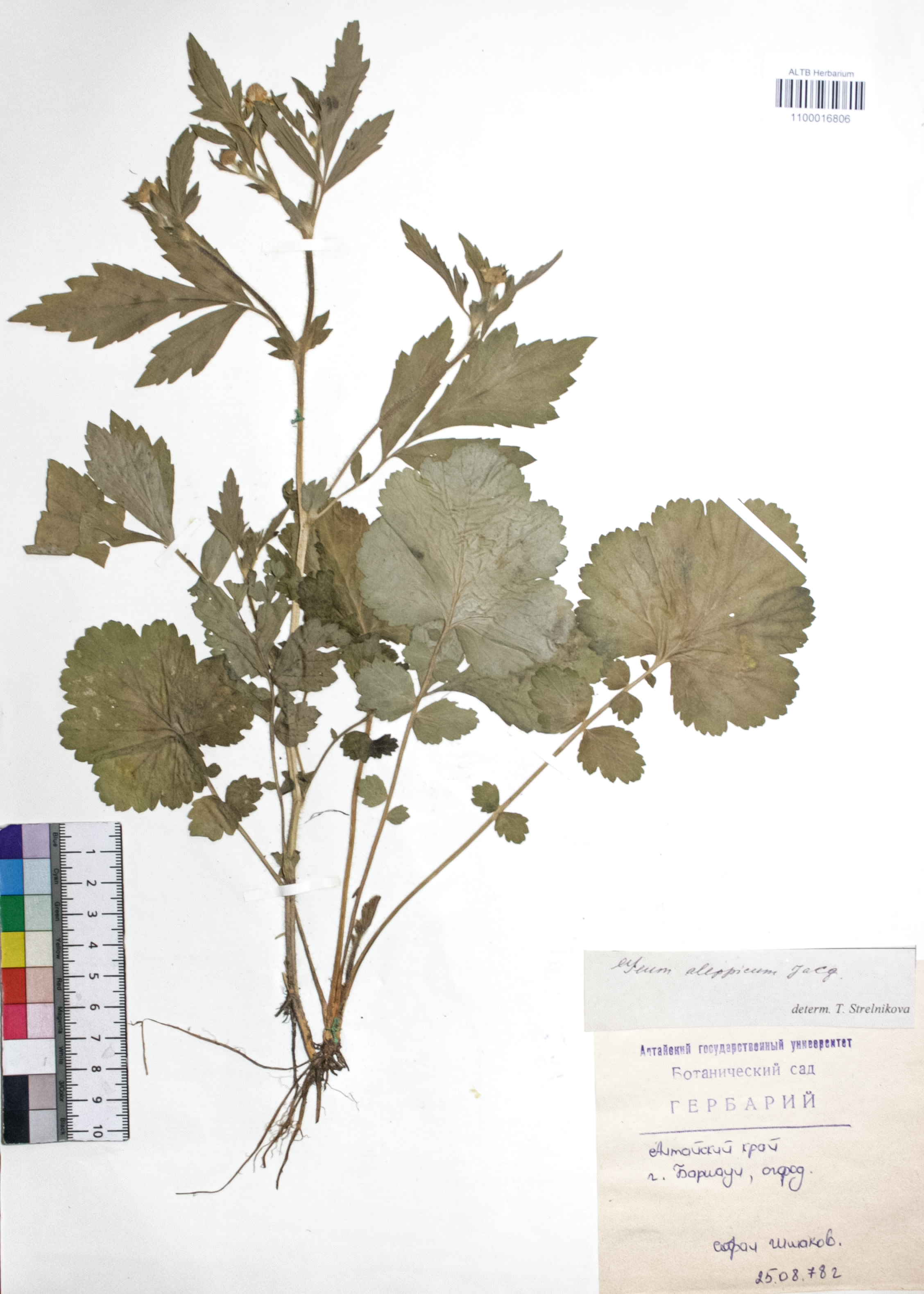 Geum aleppicum Jacq.