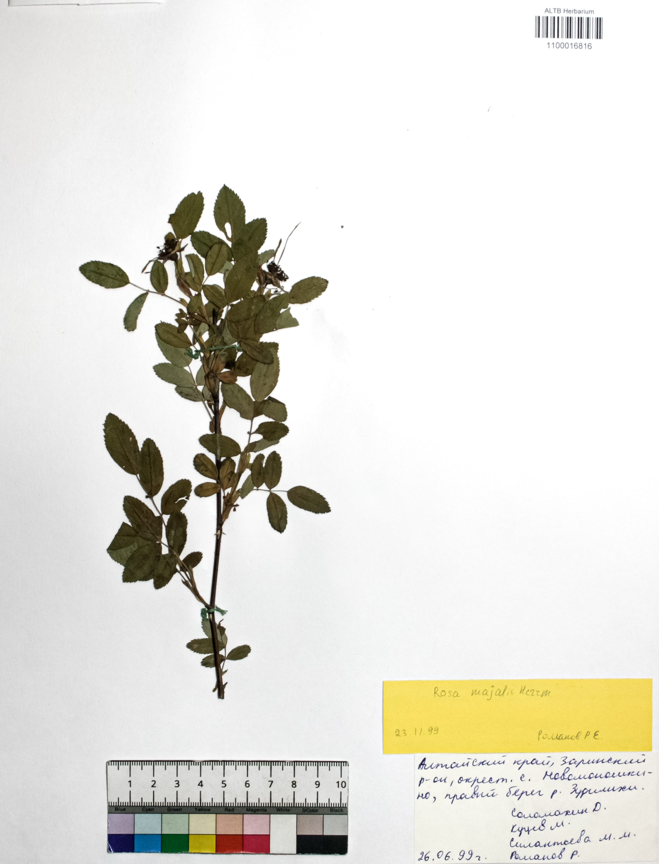 Rosa majalis Herrm.