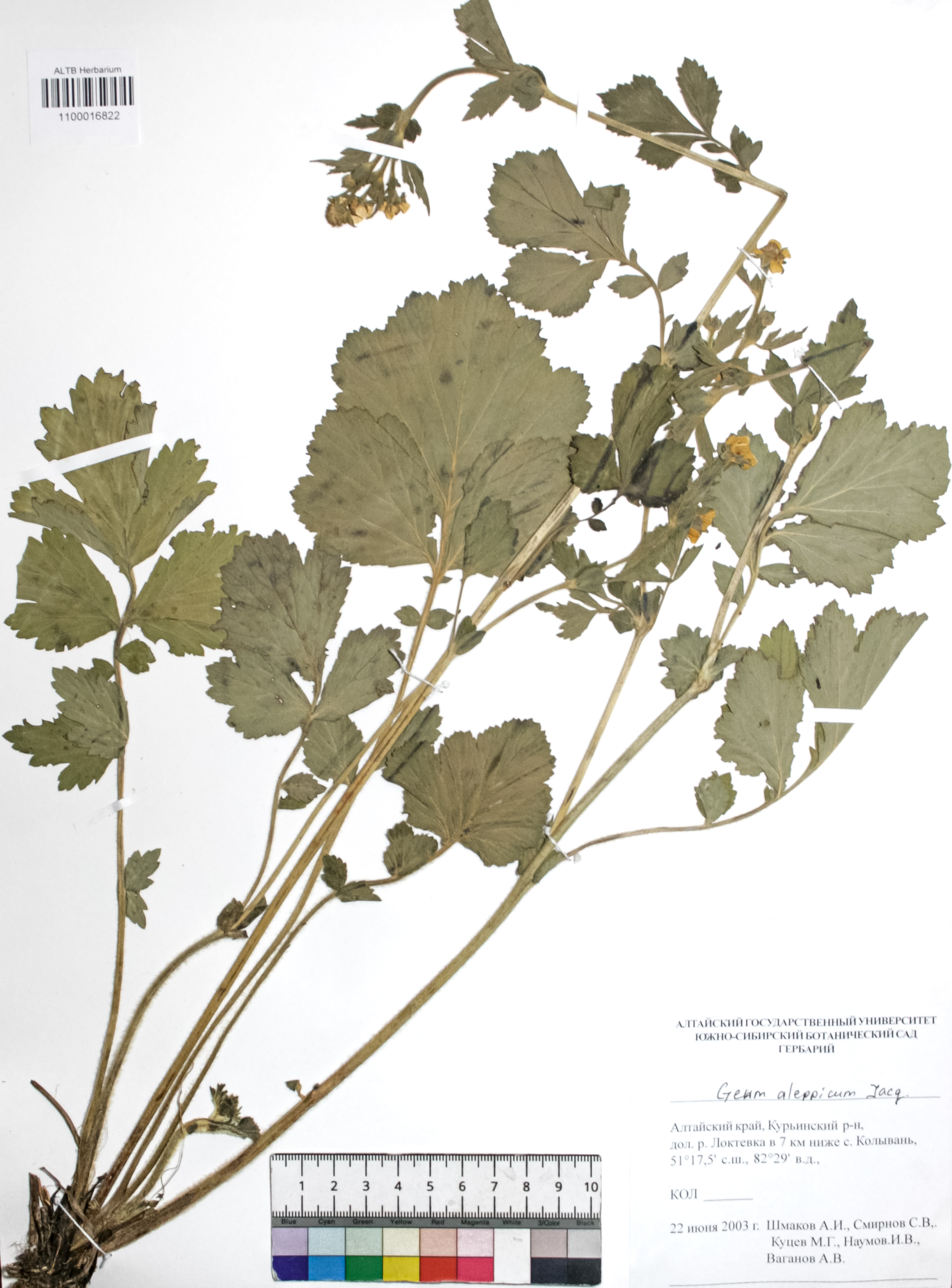 Geum aleppicum Jacq.