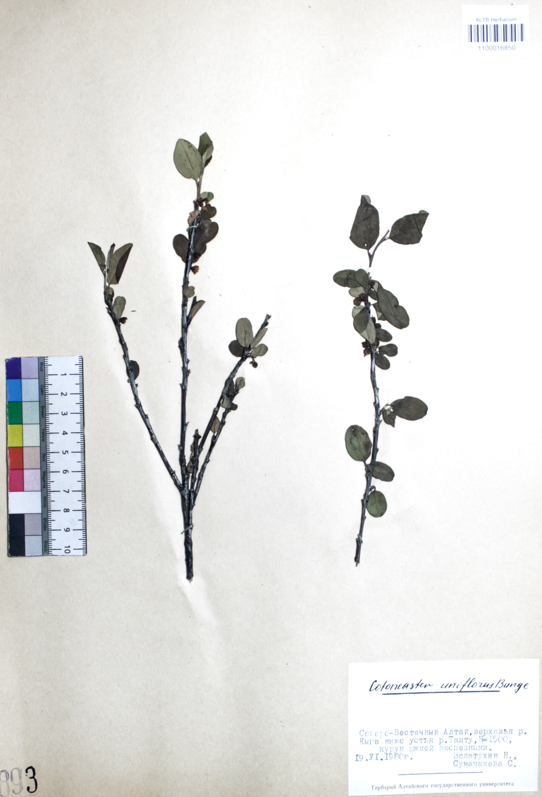 Cotoneaster uniflorus Bunge