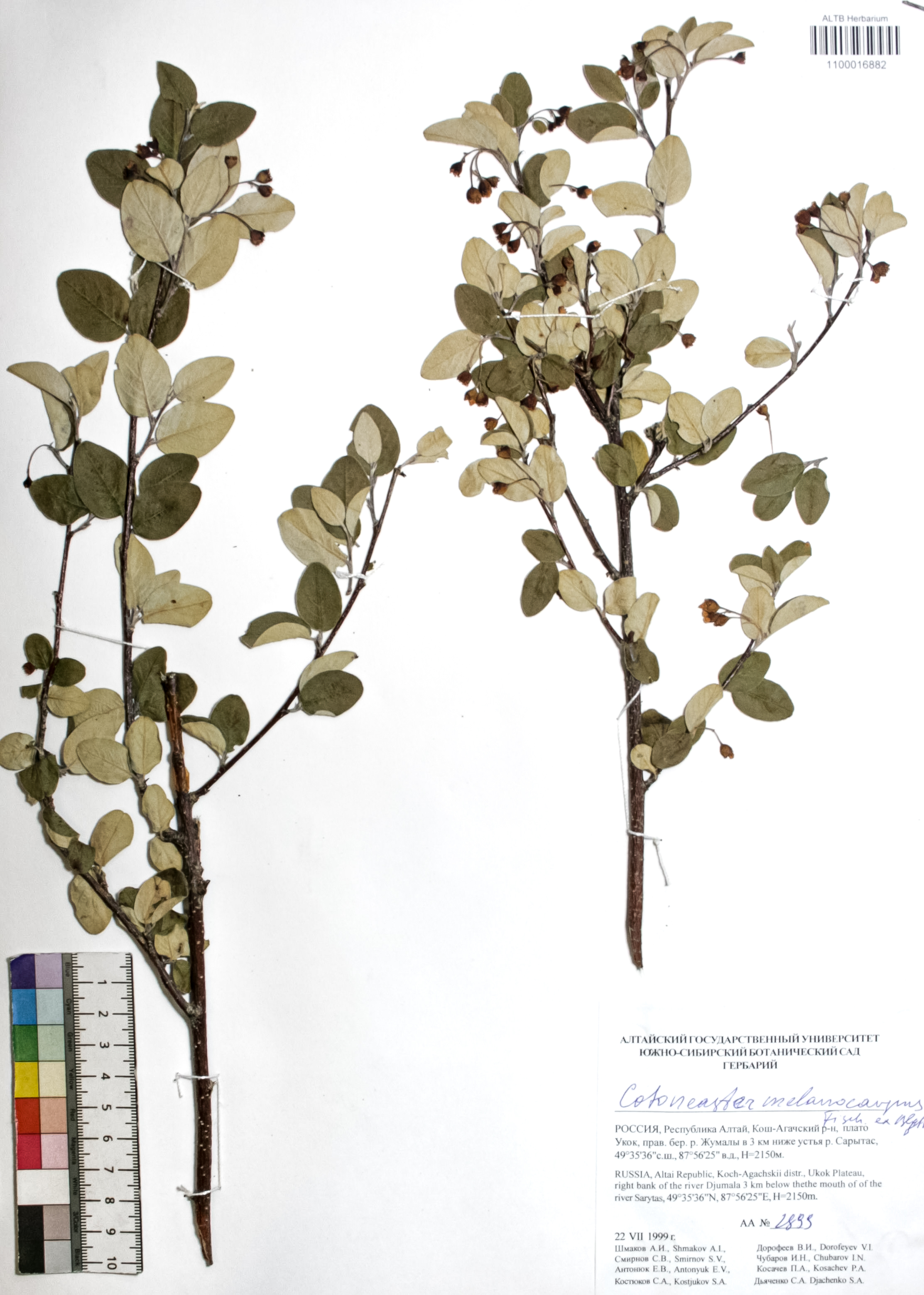 Cotoneaster melanocarpus Fisch. ex Blytt