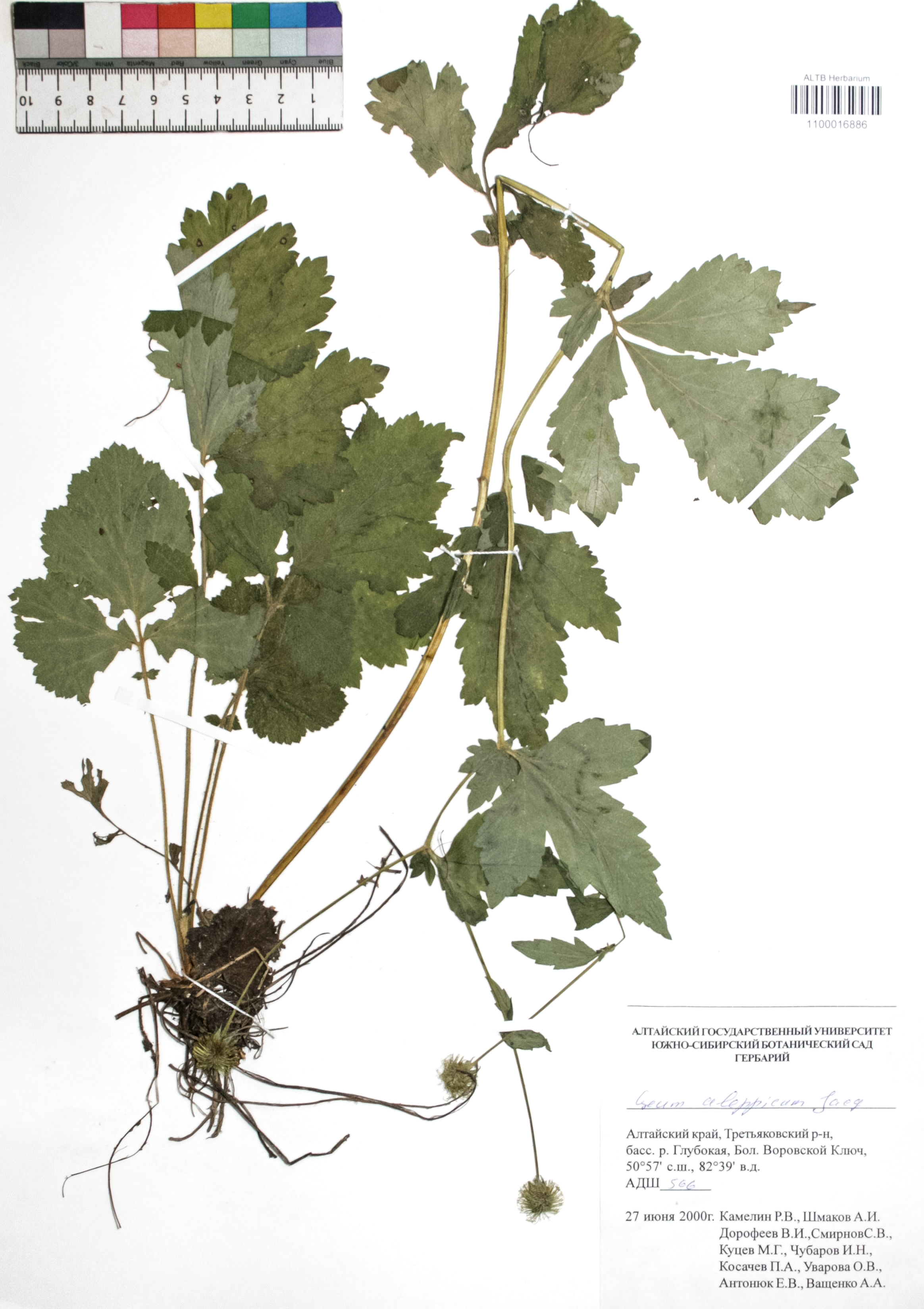 Geum aleppicum Jacq.