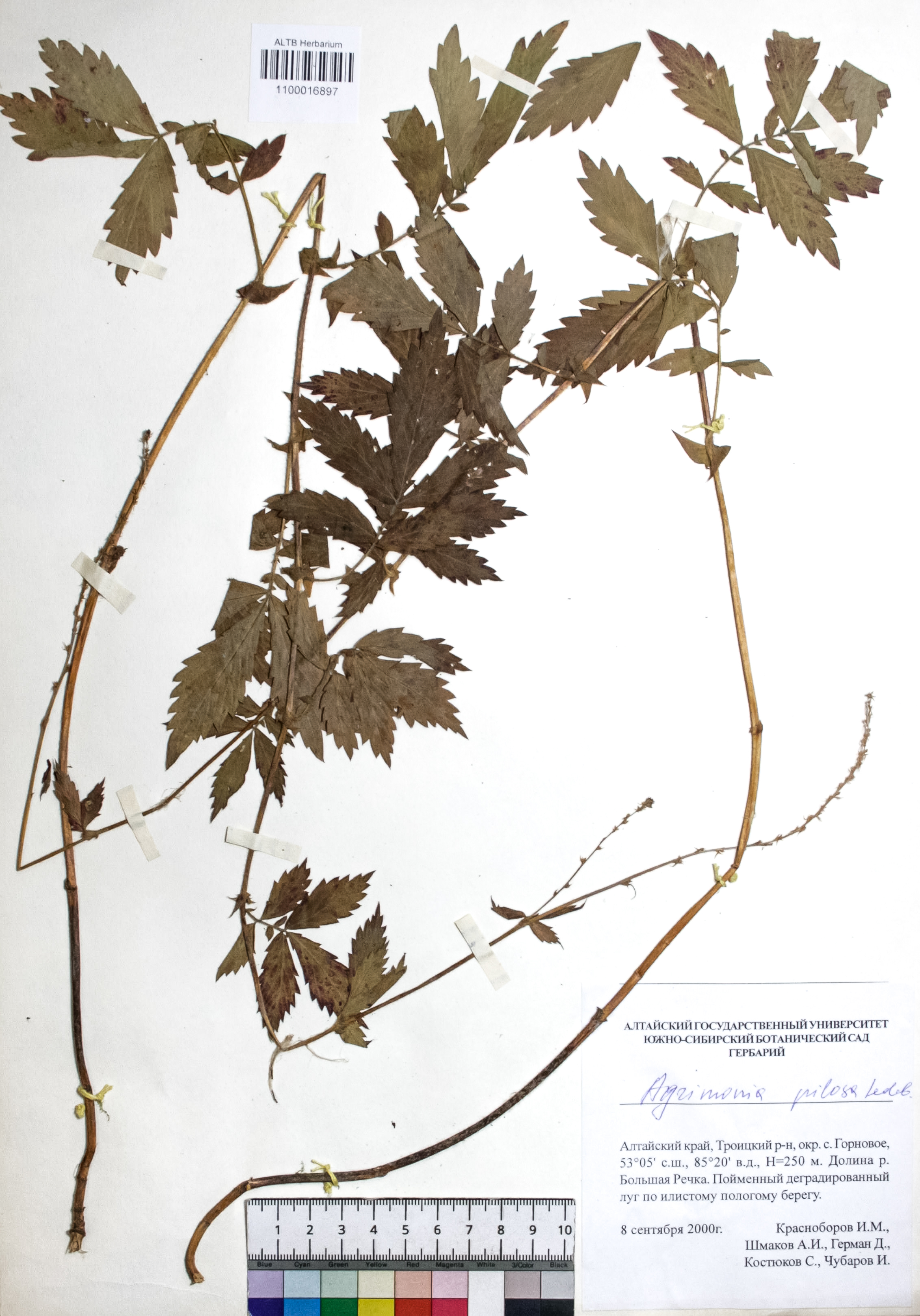 Agrimonia pilosa Ledeb.