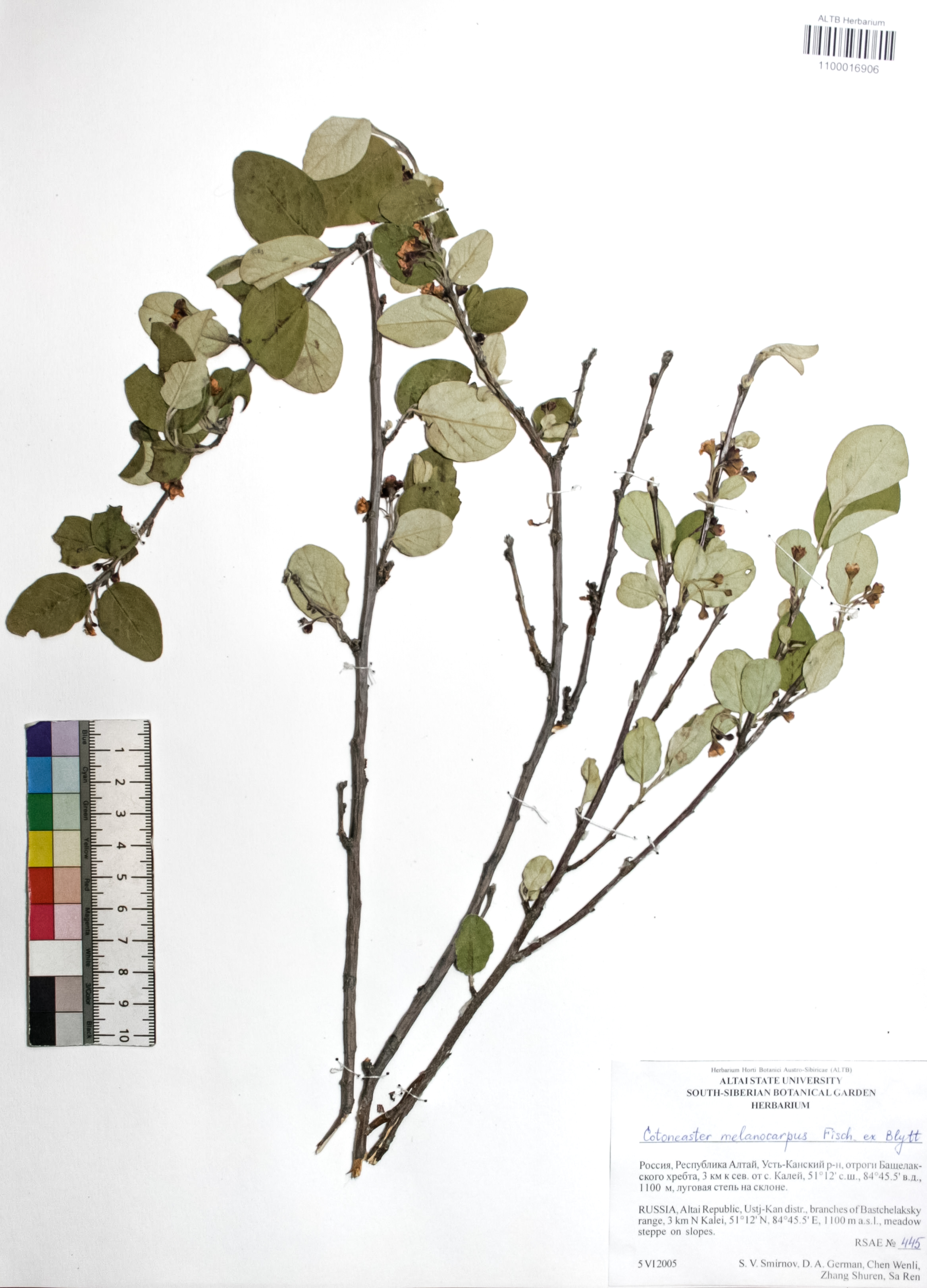 Cotoneaster melanocarpus Fisch. ex Blytt