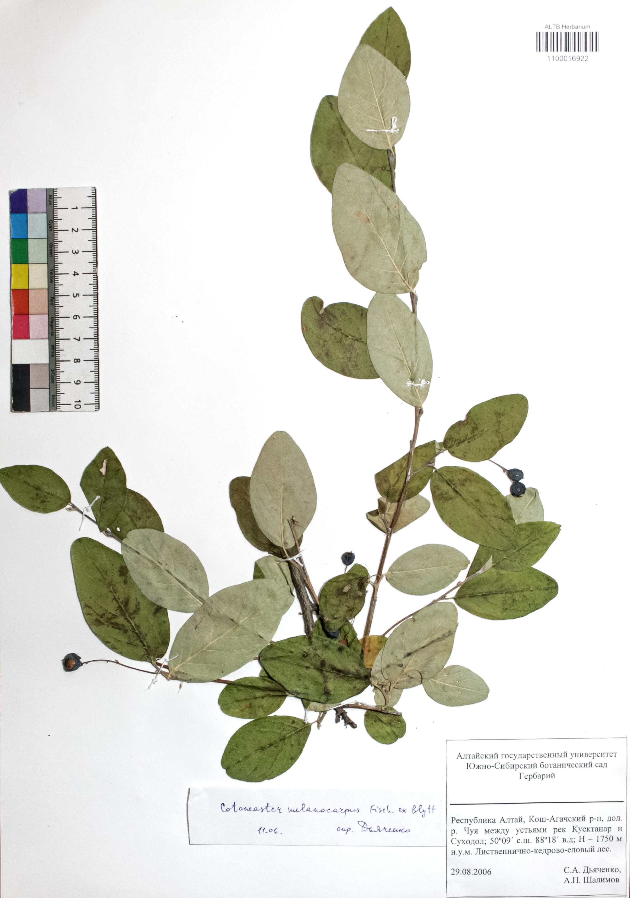 Cotoneaster melanocarpus Fisch. ex Blytt