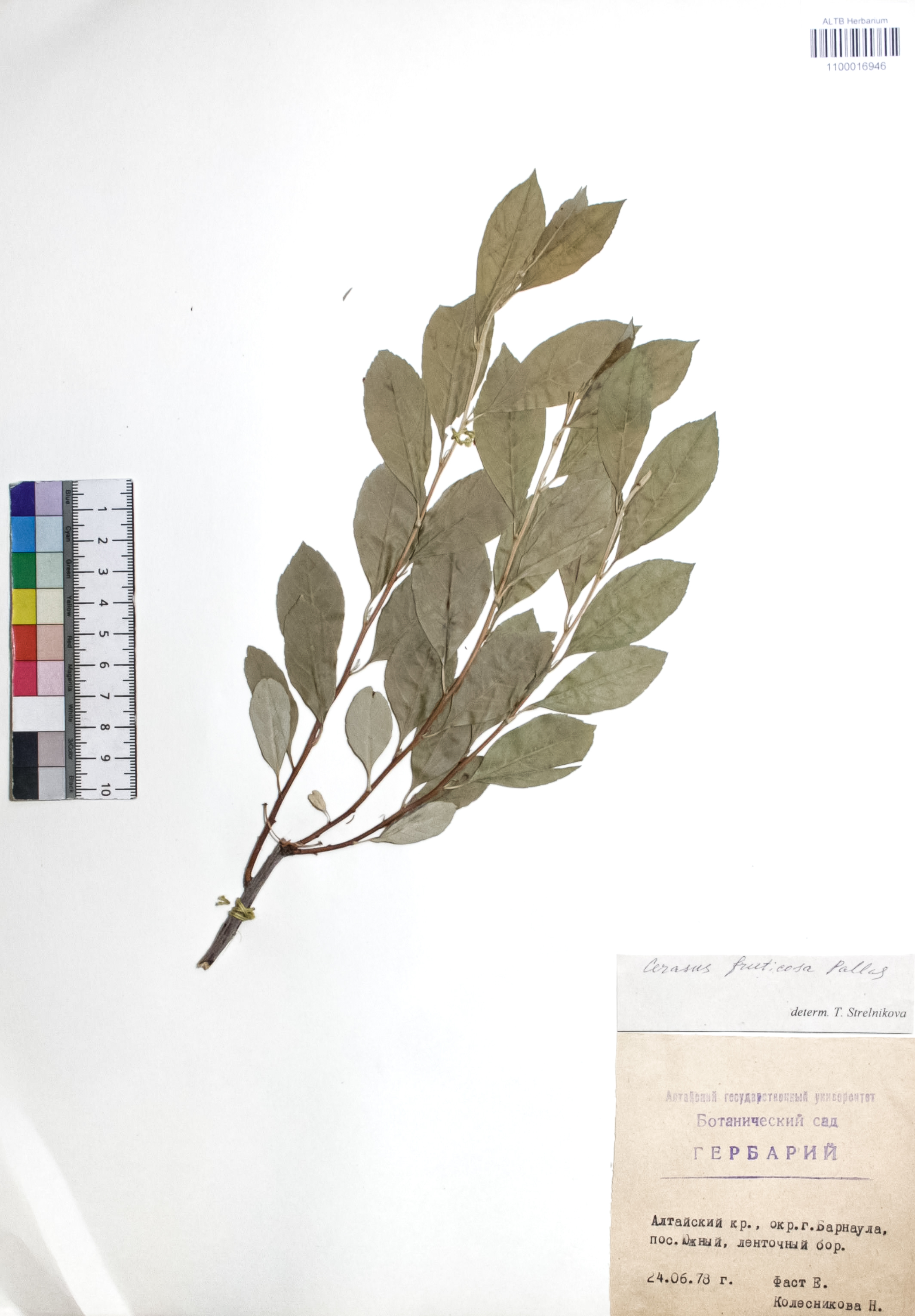 Cerasus fruticosa Pall.