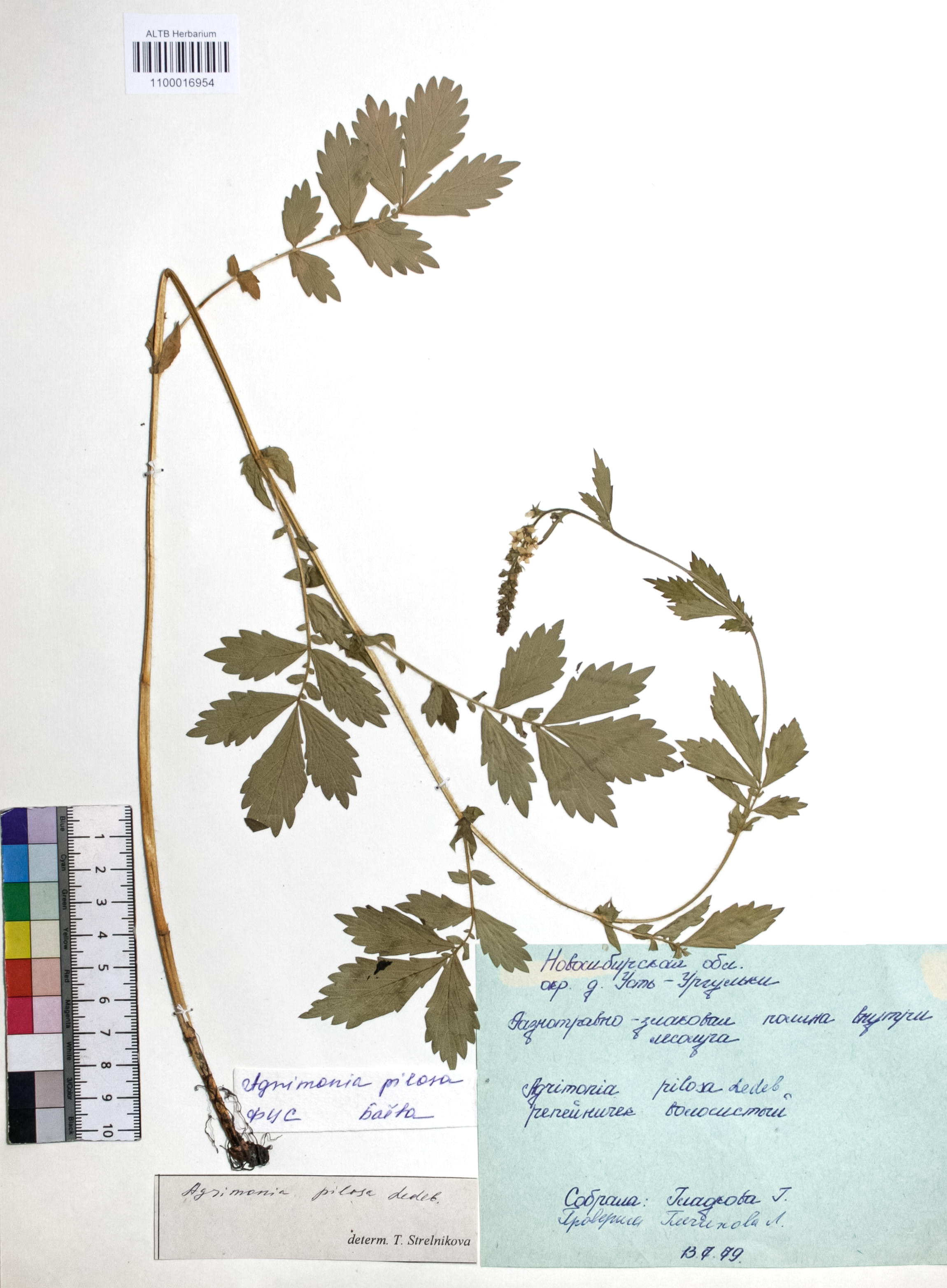 Agrimonia pilosa Ledeb.