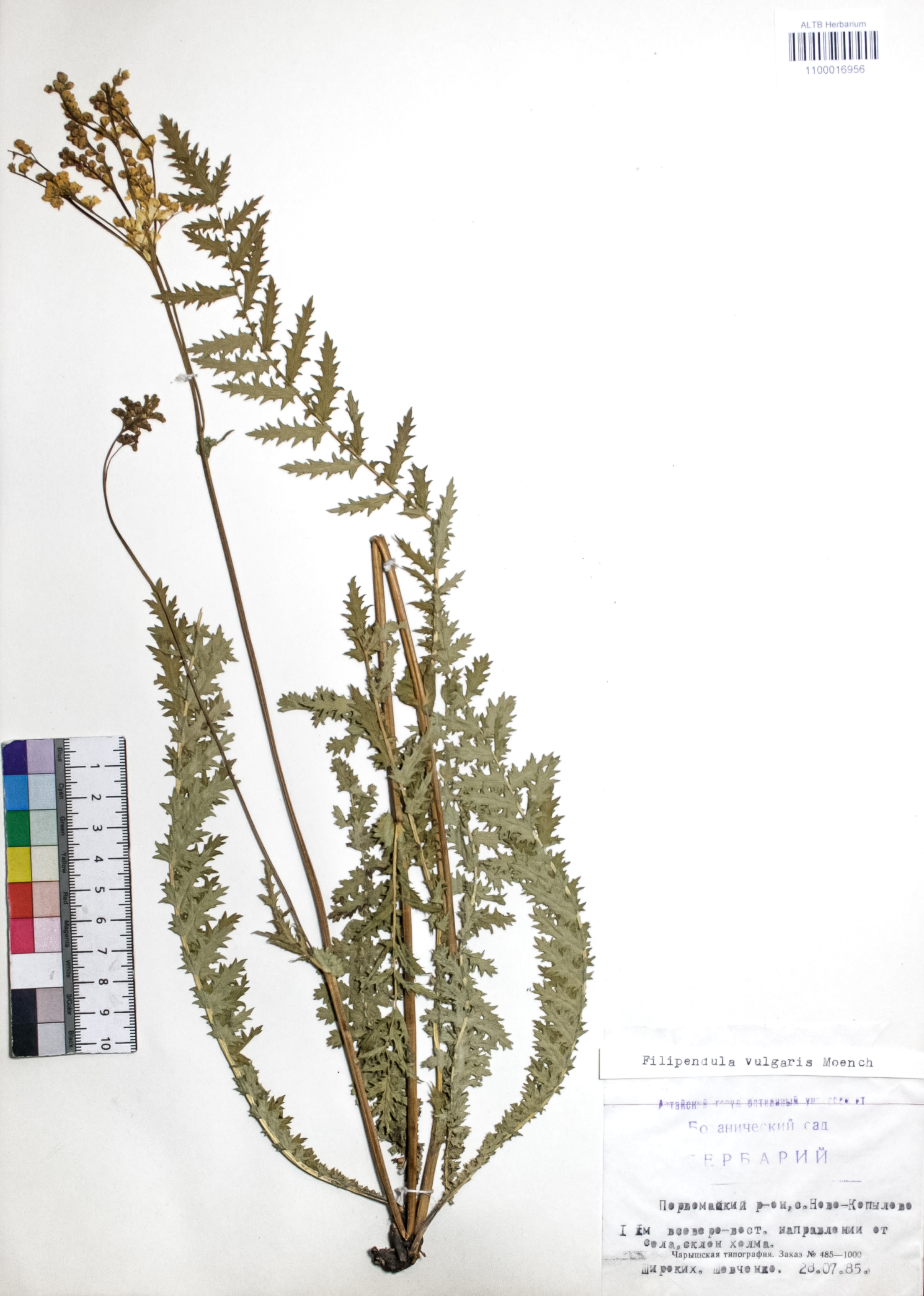Filipendula vulgaris Moench