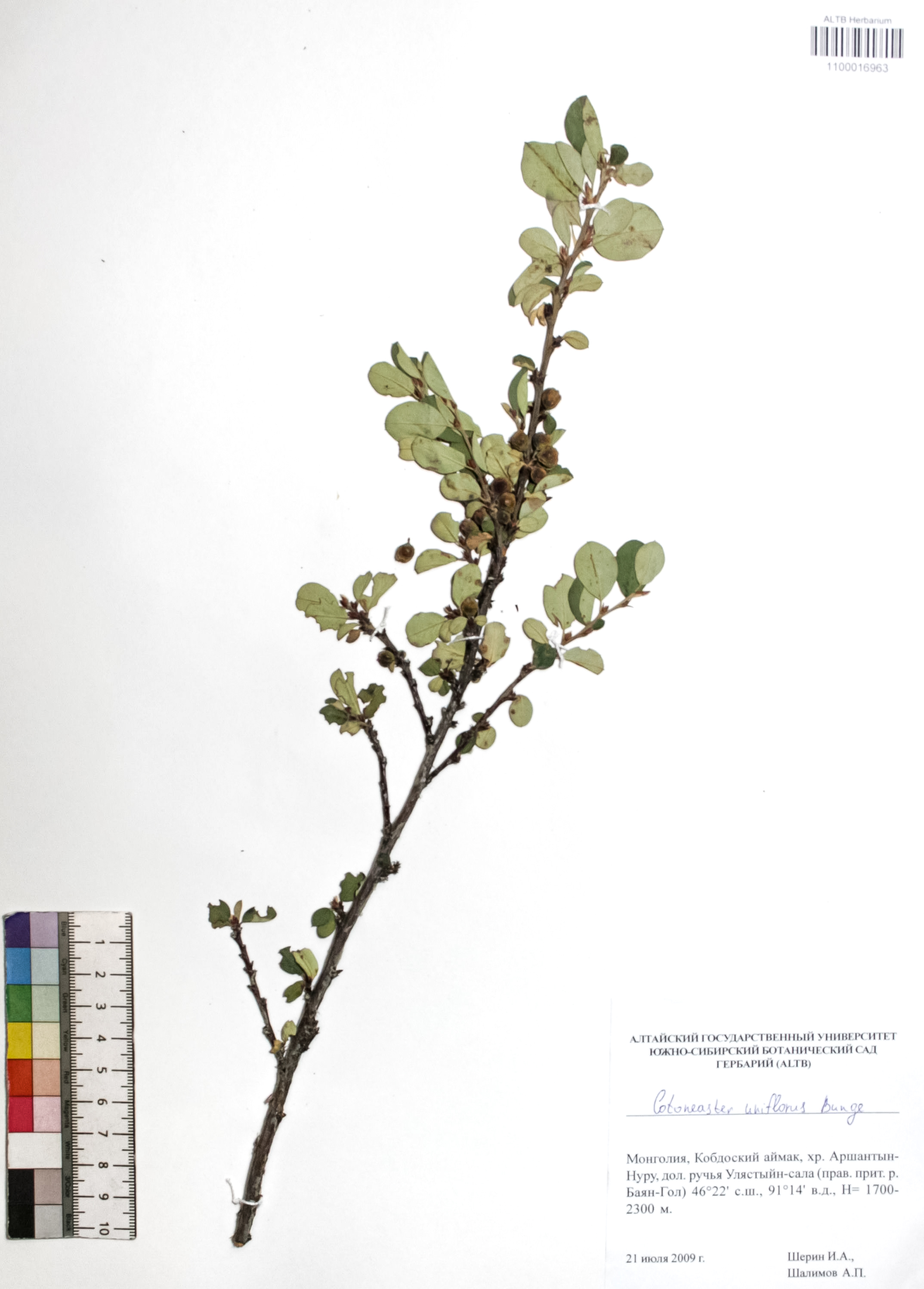 Cotoneaster uniflorus Bunge