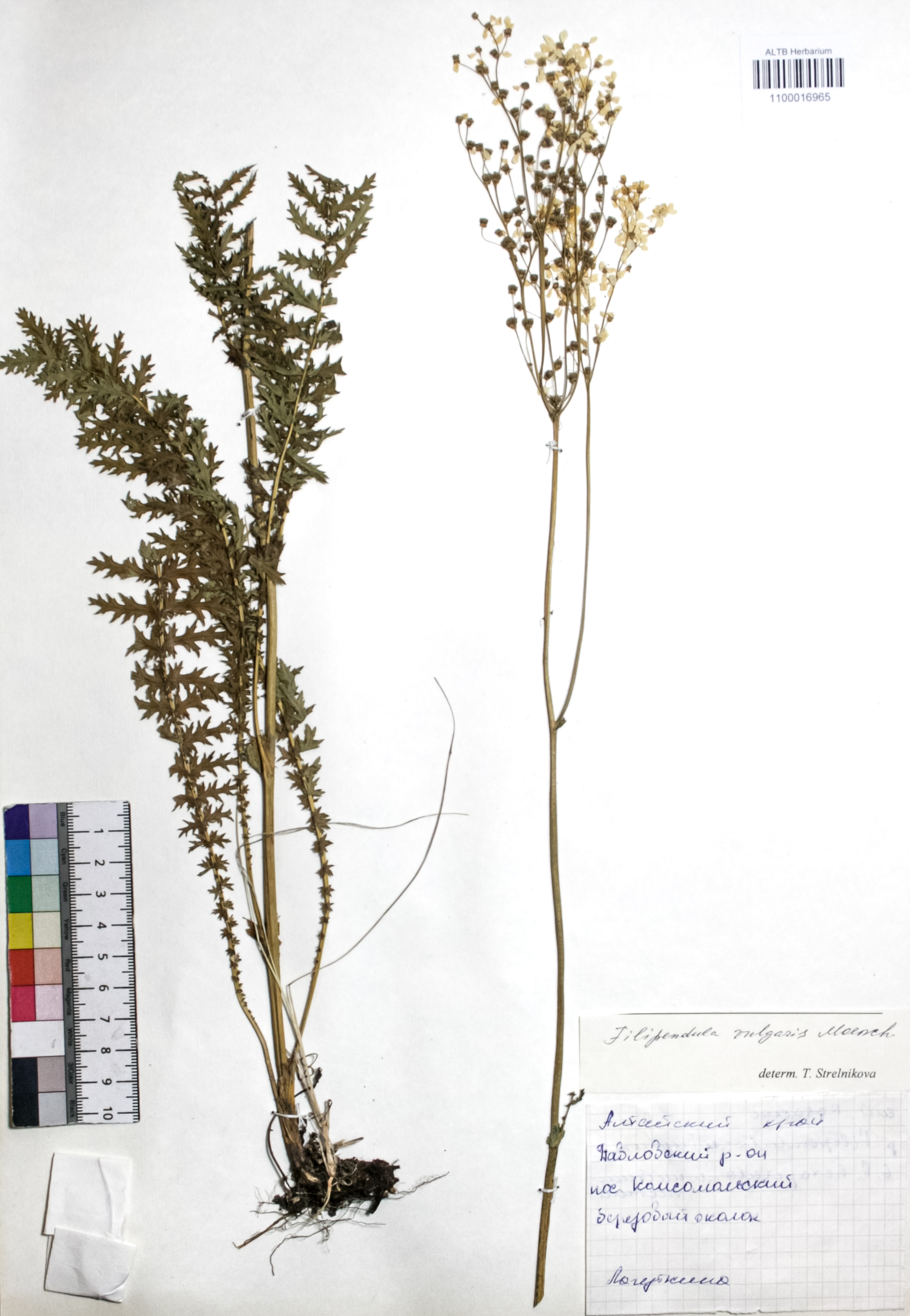 Filipendula vulgaris Moench