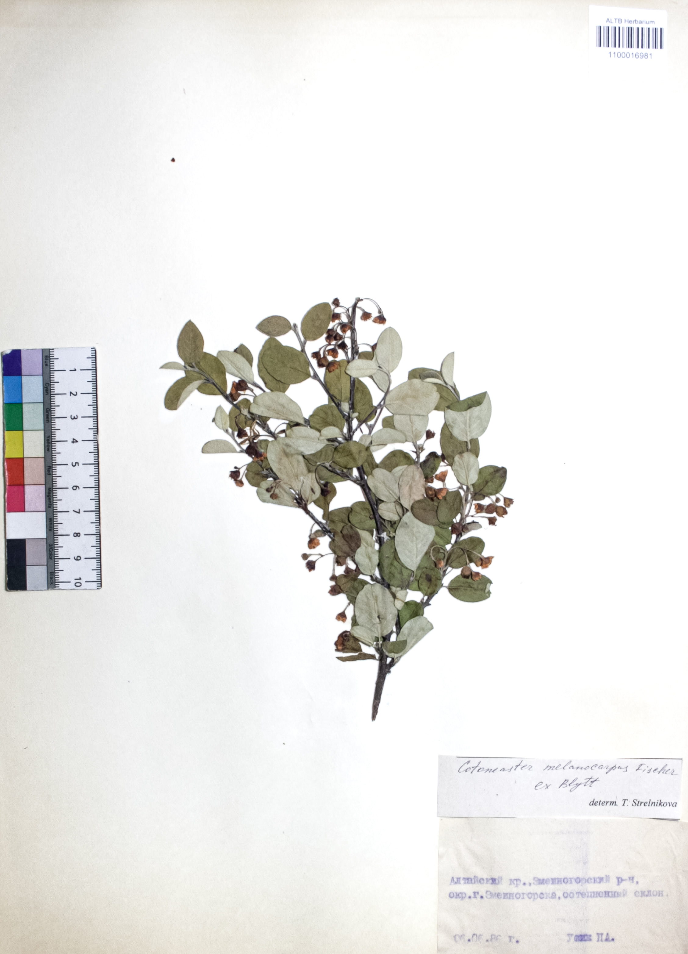 Cotoneaster melanocarpus Fisch. ex Blytt