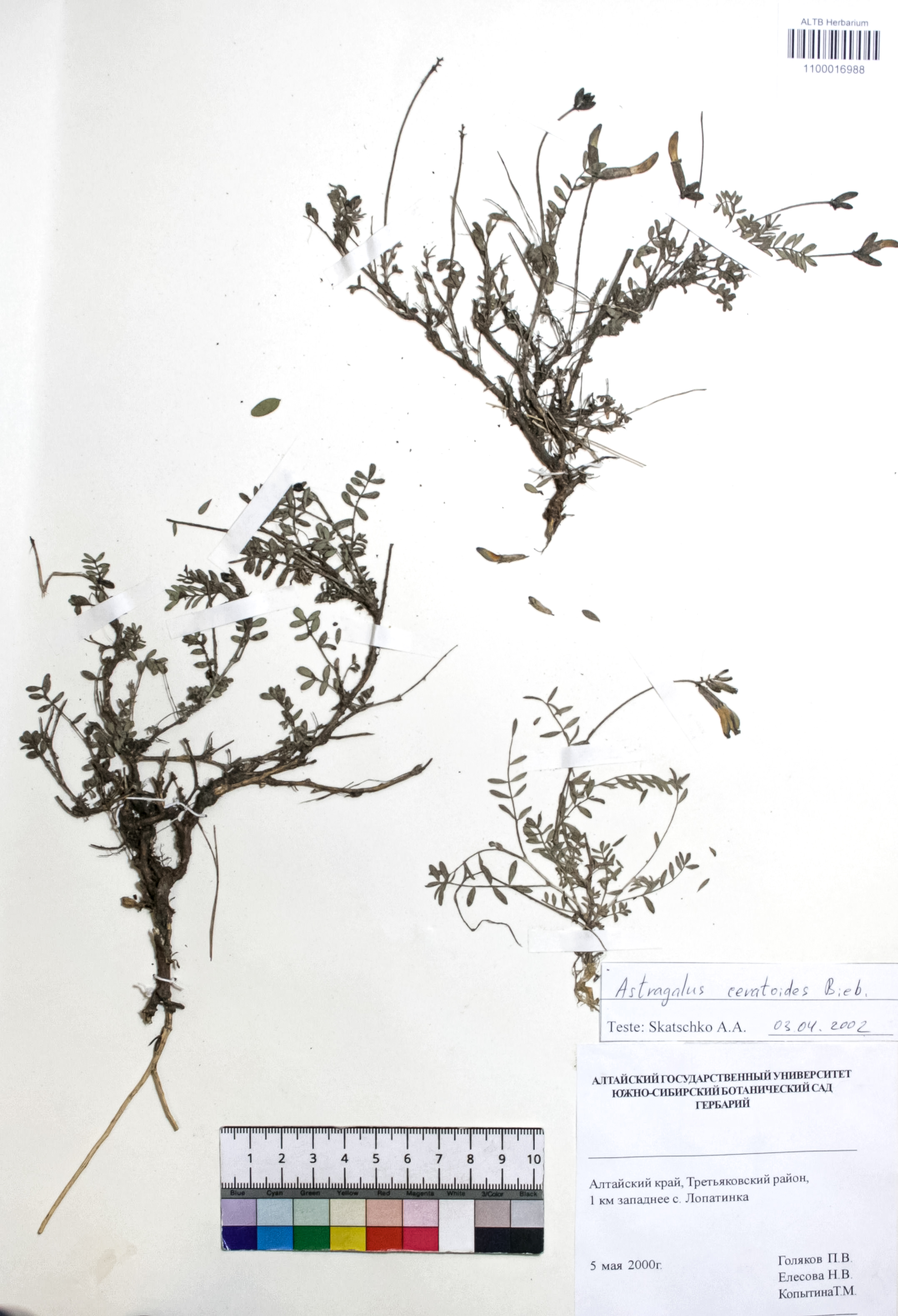 Astragalus ceratoides Bieb