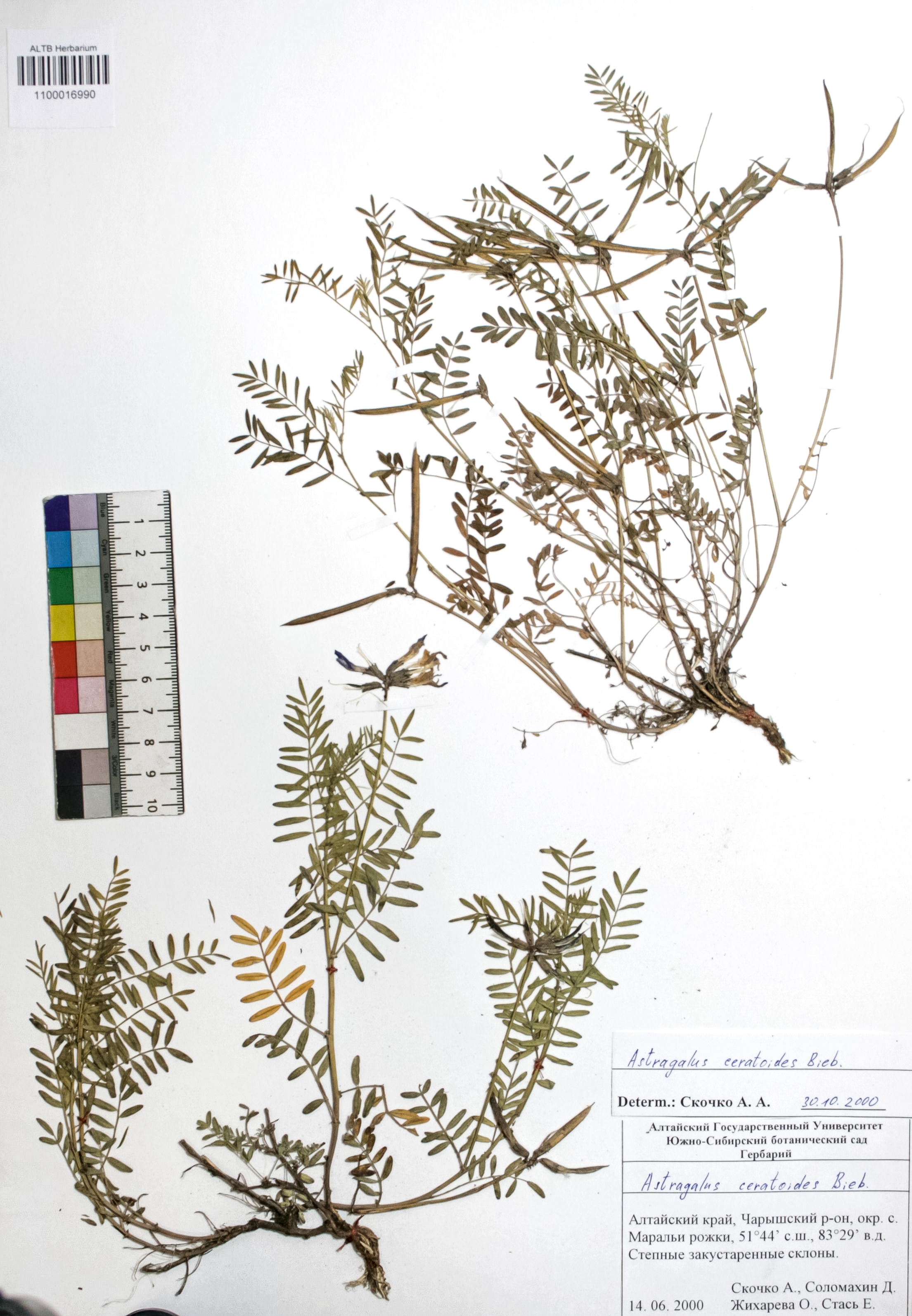 Astragalus ceratoides Bieb