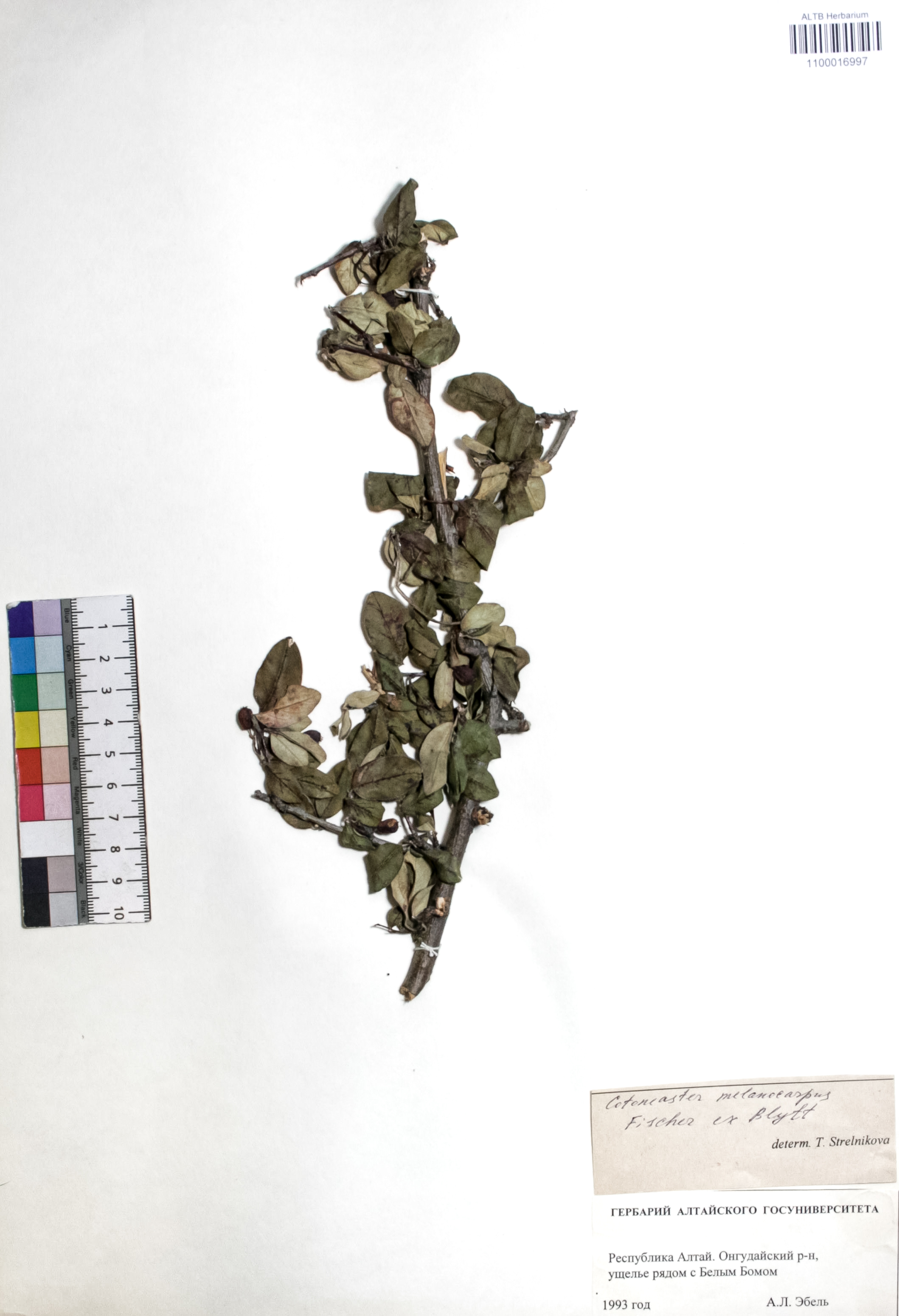 Cotoneaster melanocarpus Fisch. ex Blytt