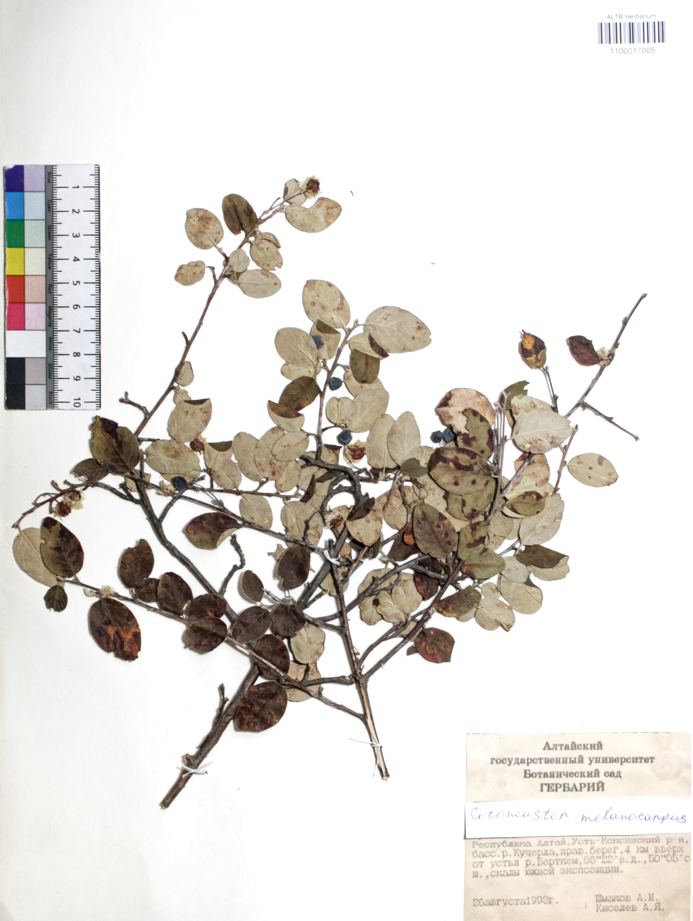 Cotoneaster melanocarpus Fisch. ex Blytt