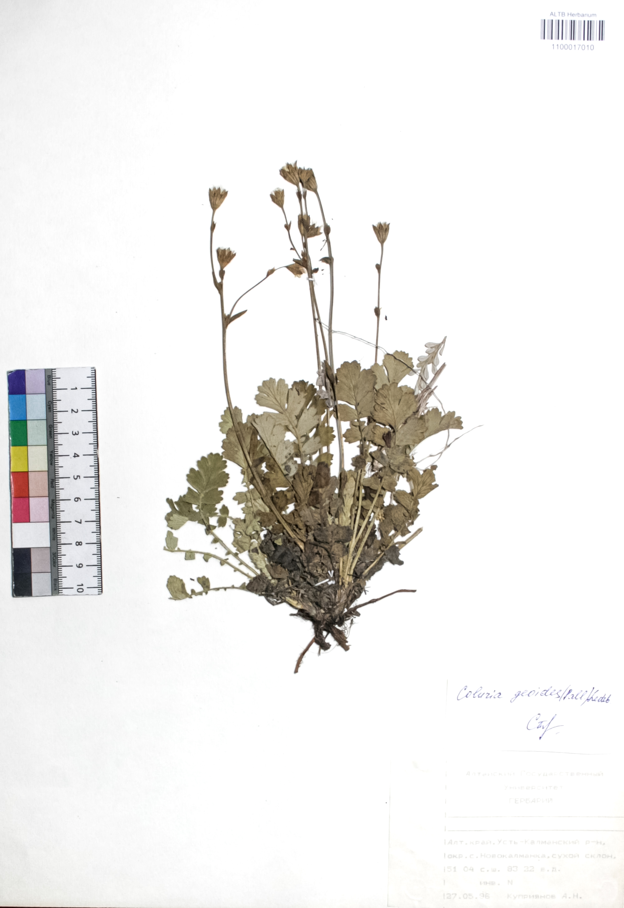 Coluria geoides (Pall.) Ledeb.