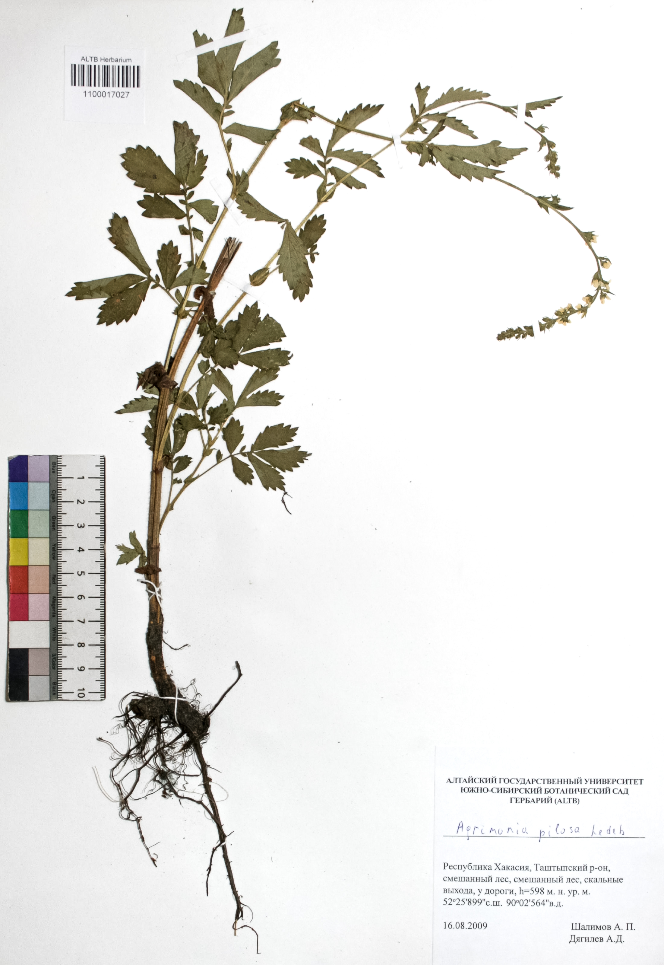 Agrimonia pilosa Ledeb.