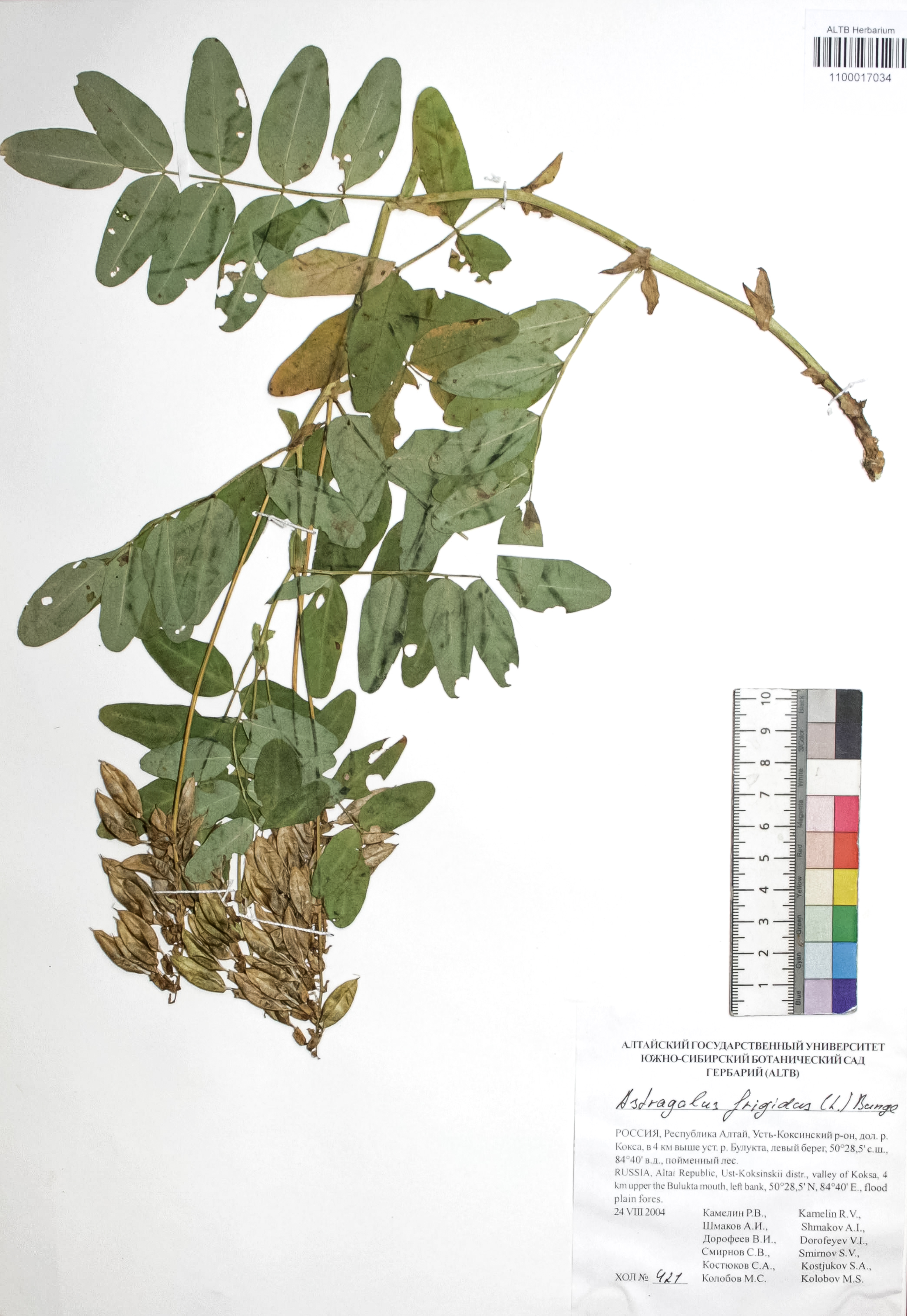 Astragalus frigidus (L.) A. Gray