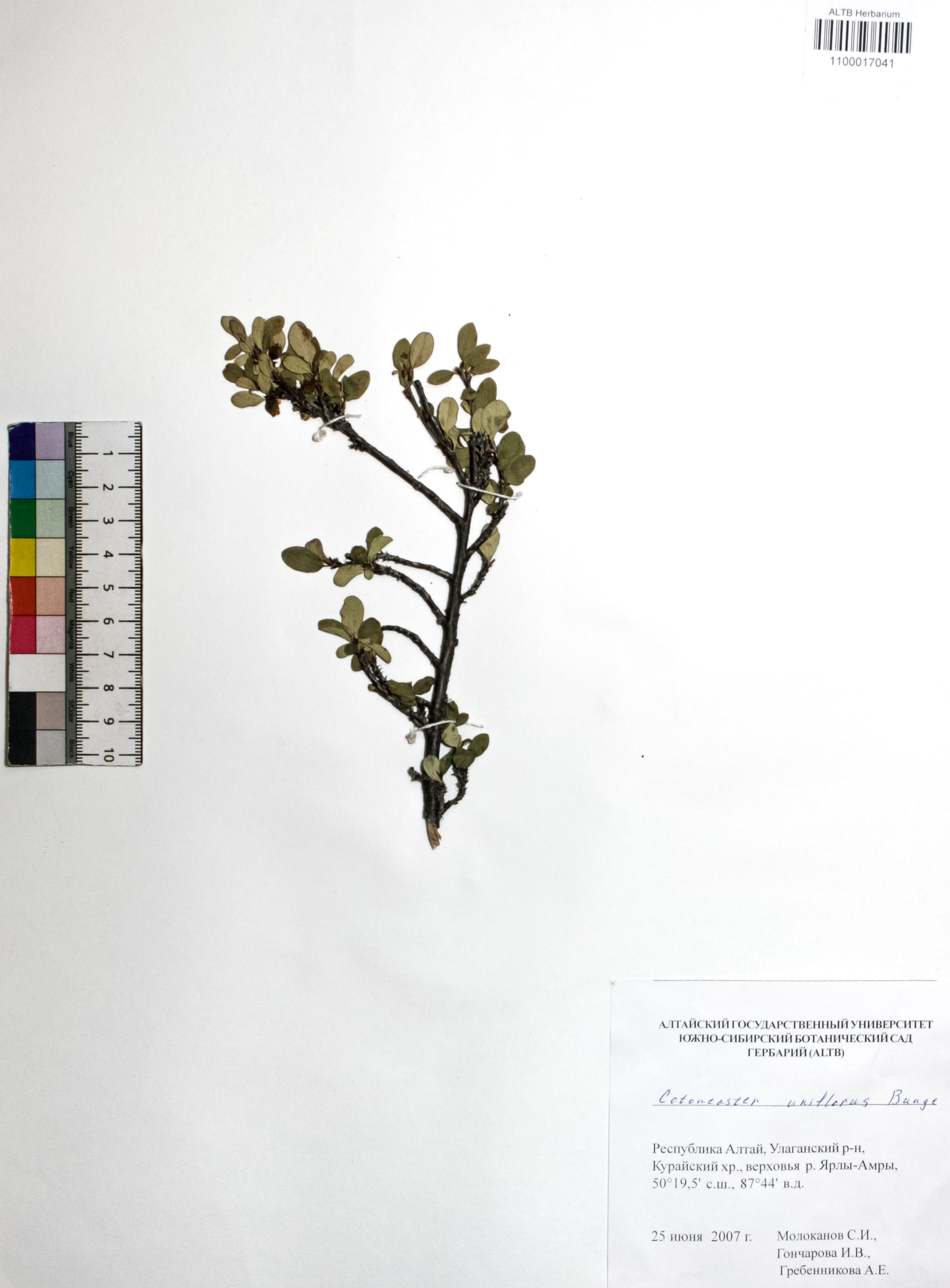 Cotoneaster uniflorus Bunge