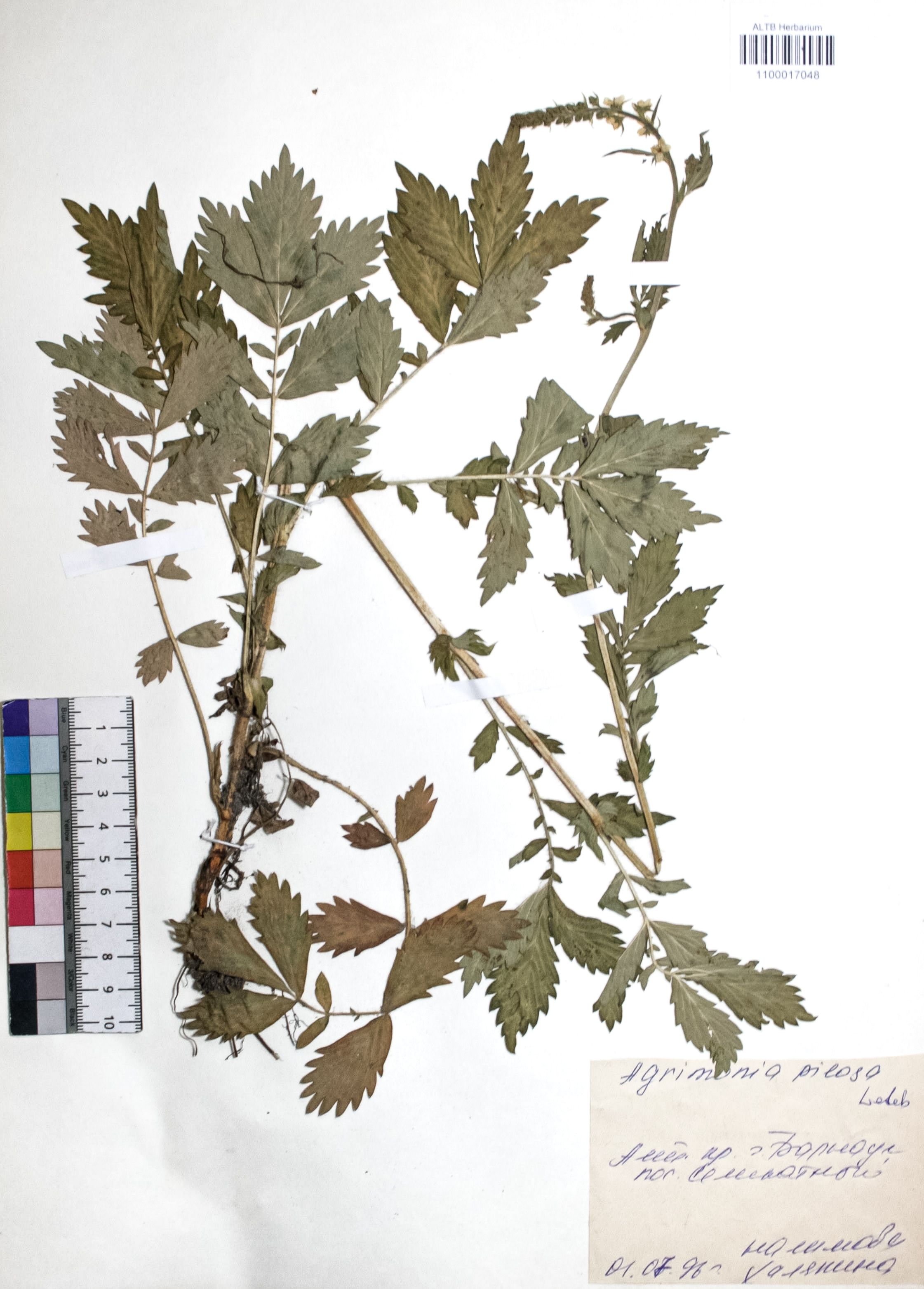 Agrimonia pilosa Ledeb.