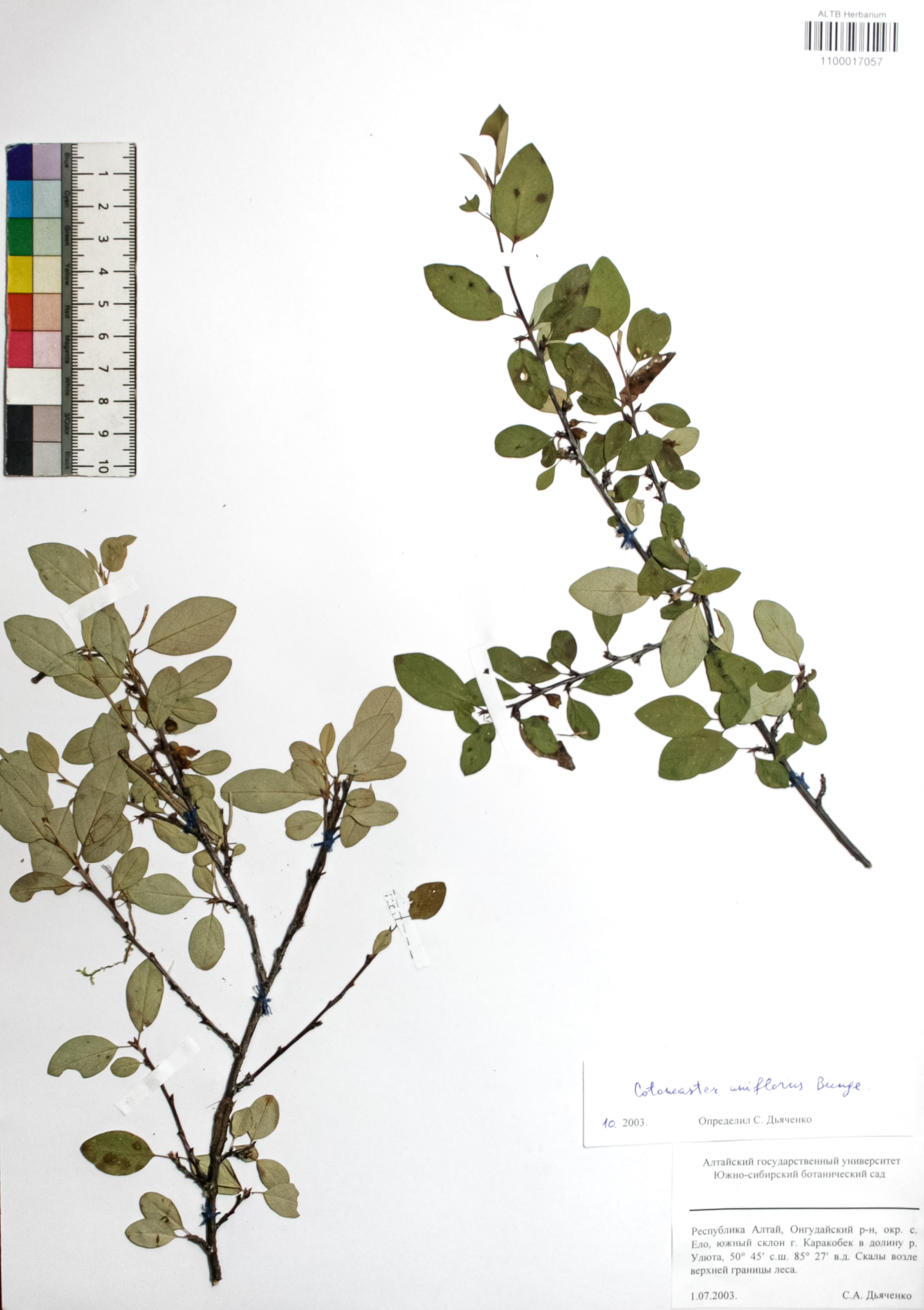 Cotoneaster uniflorus Bunge