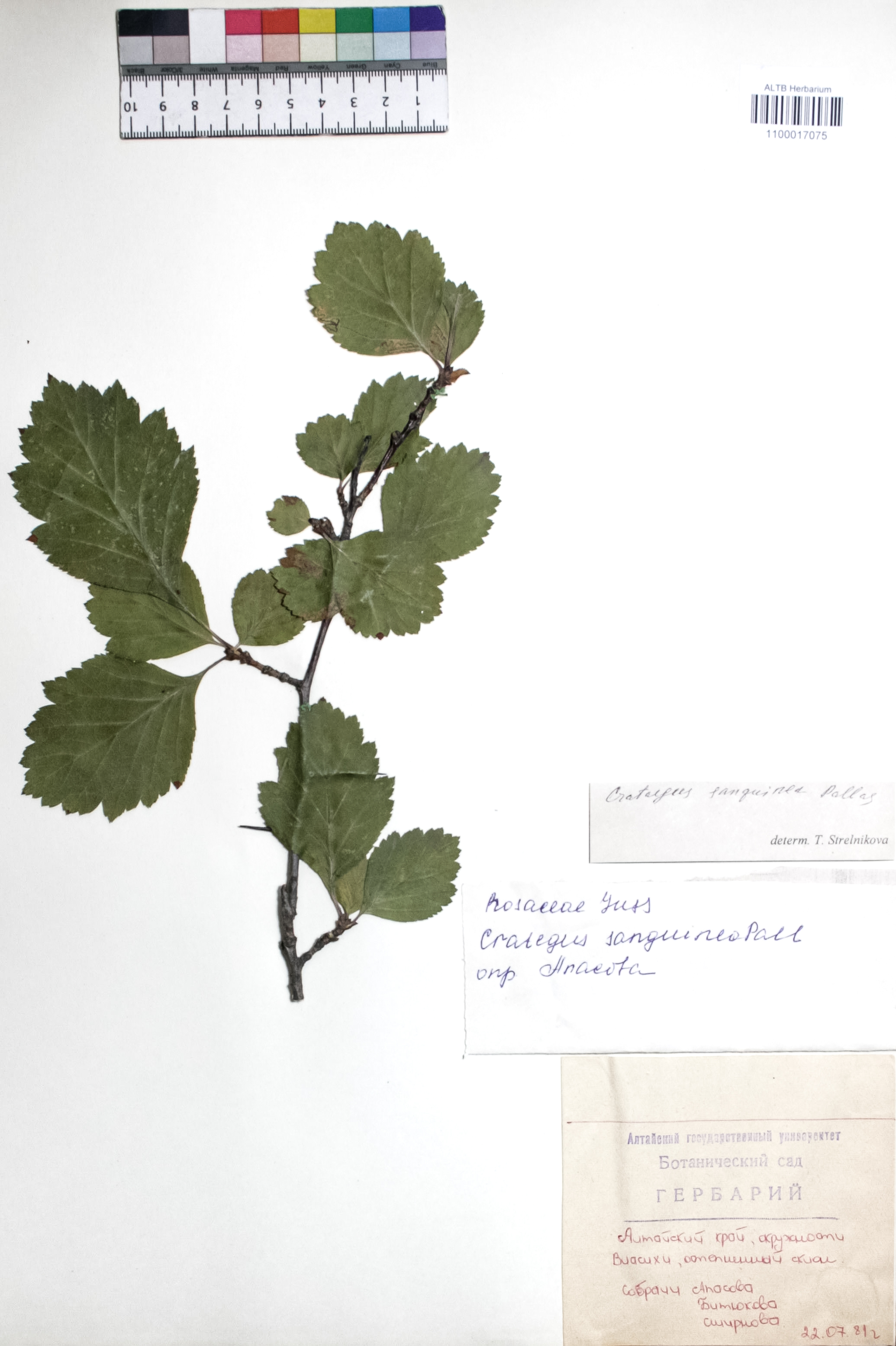 Crataegus sanguinea Pall.